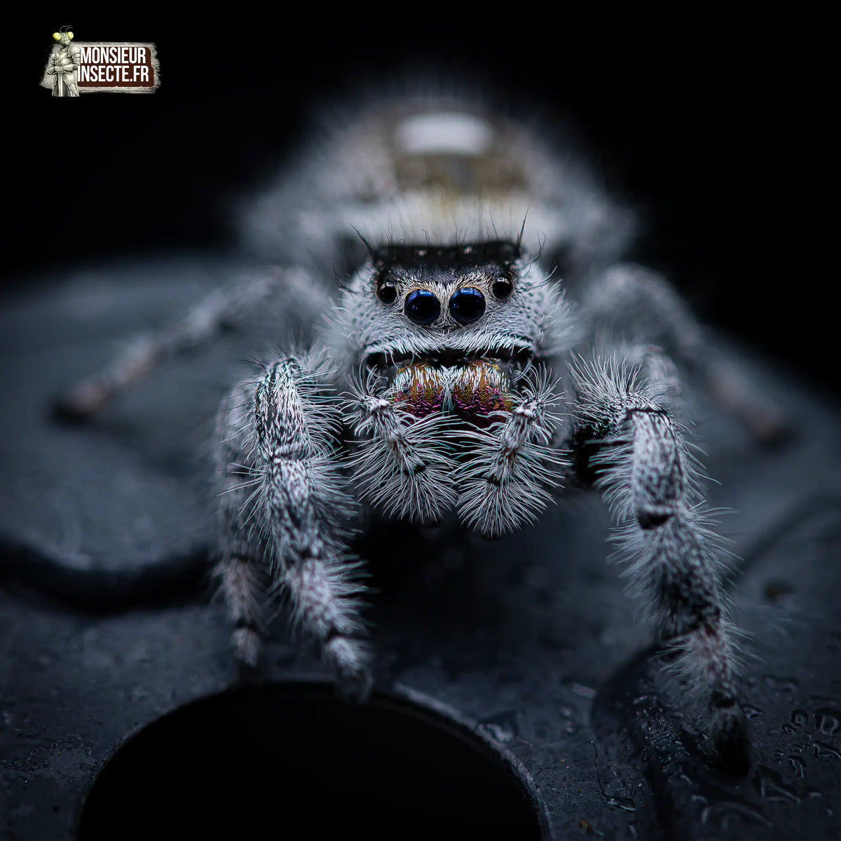 achat-phidippus-regius-apalachicola-1