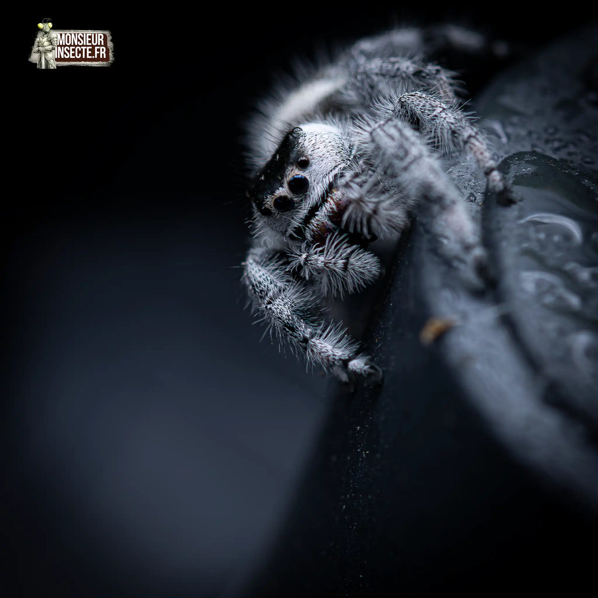 achat-phidippus-regius-apalachicola-7