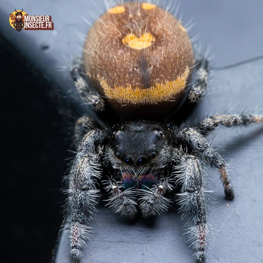achat-phidippus-regius-sierra-de-bahorucco-5