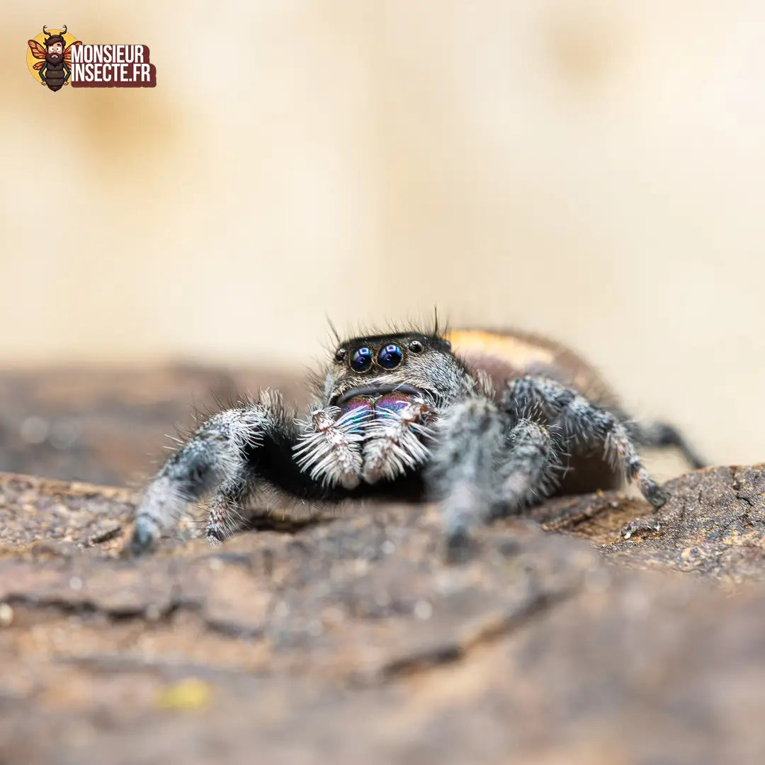 achat-phidippus-regius-sierra-de-bahorucco-7