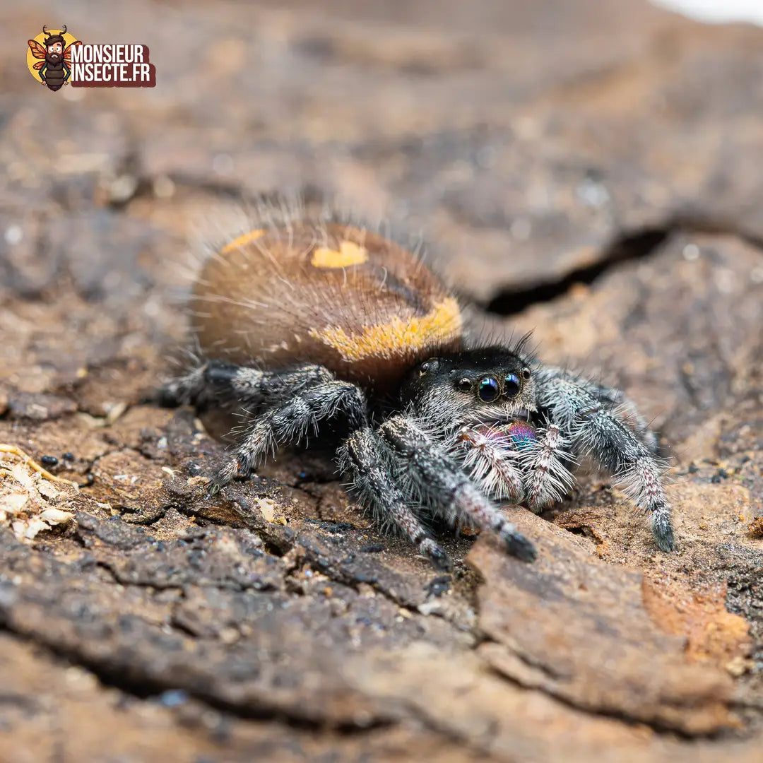 achat-phidippus-regius-sierra-de-bahorucco-8