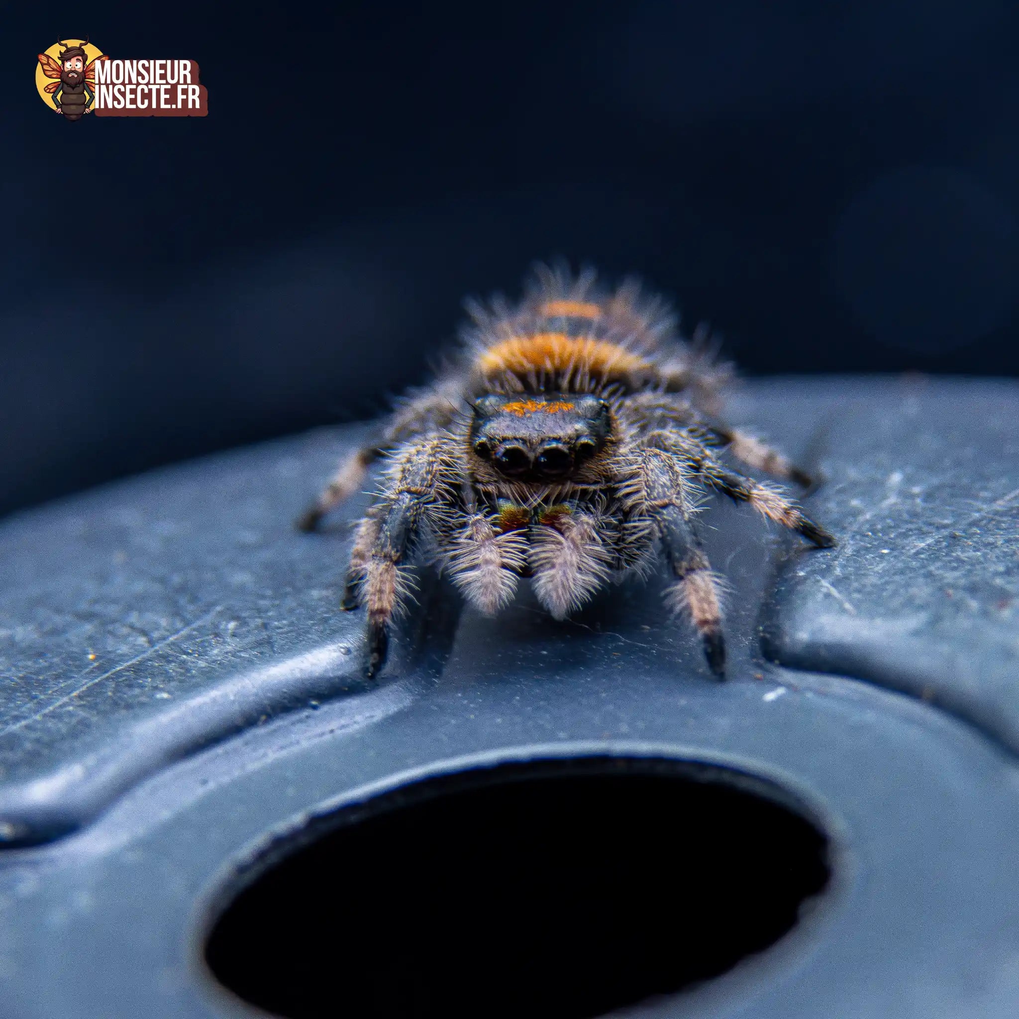 achat-phidippus-regius-soroa-5