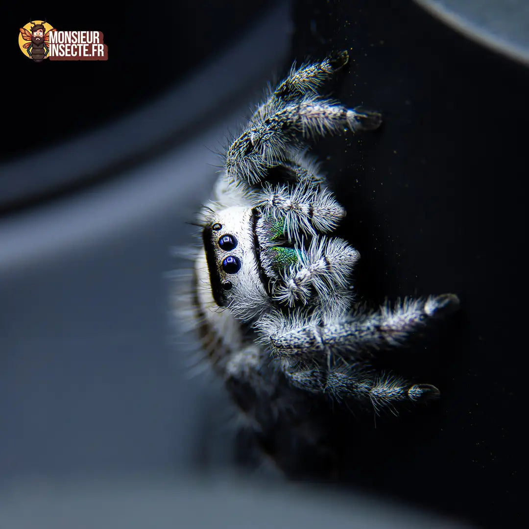 achat-phidippus-regius-white-bahamas-2
