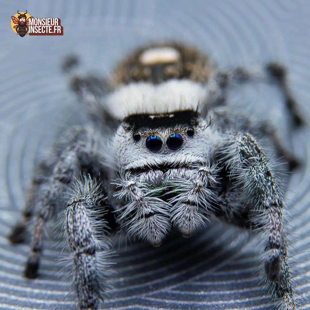 achat-phidippus-regius-white-bahamas-3