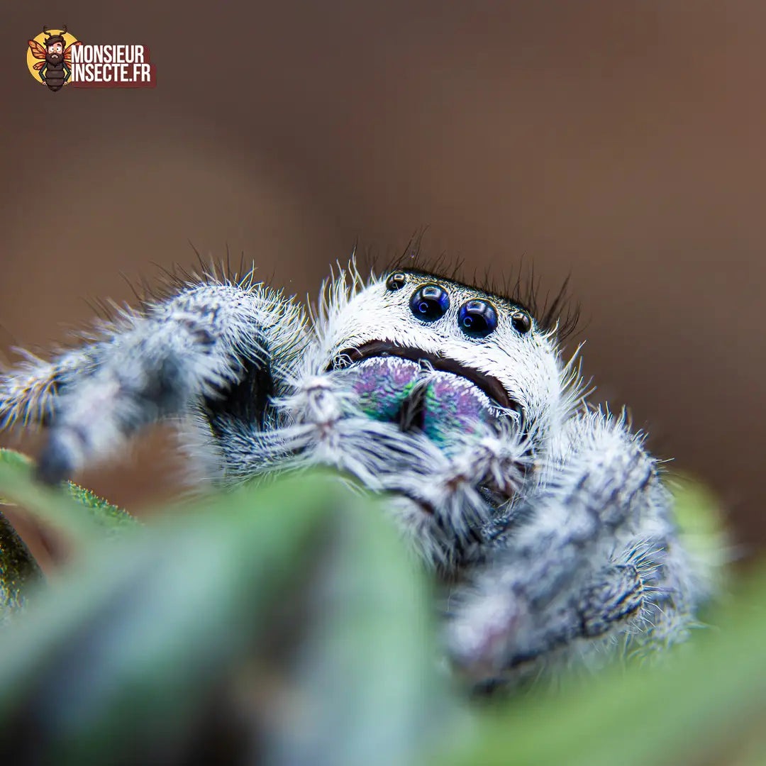 achat-phidippus-regius-white-bahamas-5