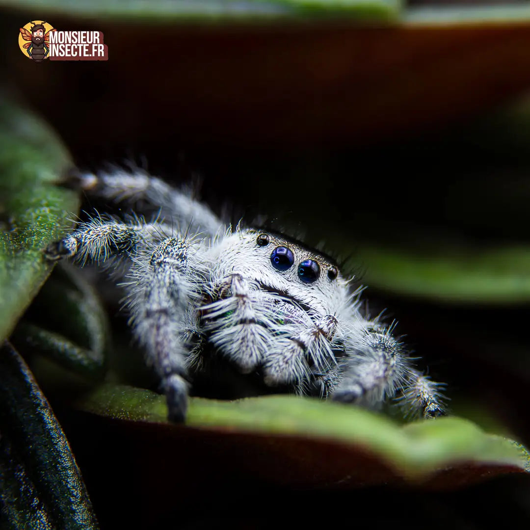 achat-phidippus-regius-white-bahamas-6