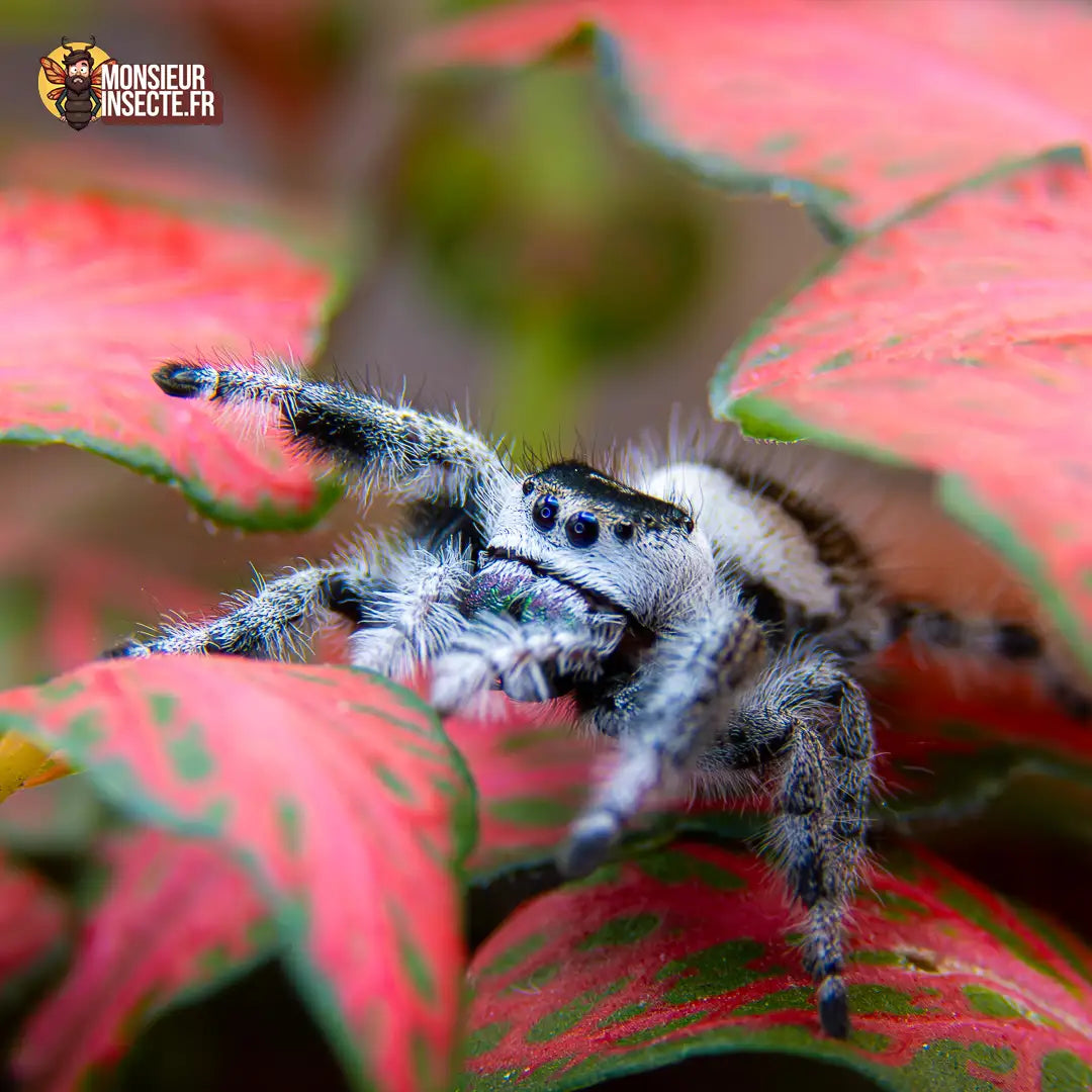 achat-phidippus-regius-white-bahamas-9