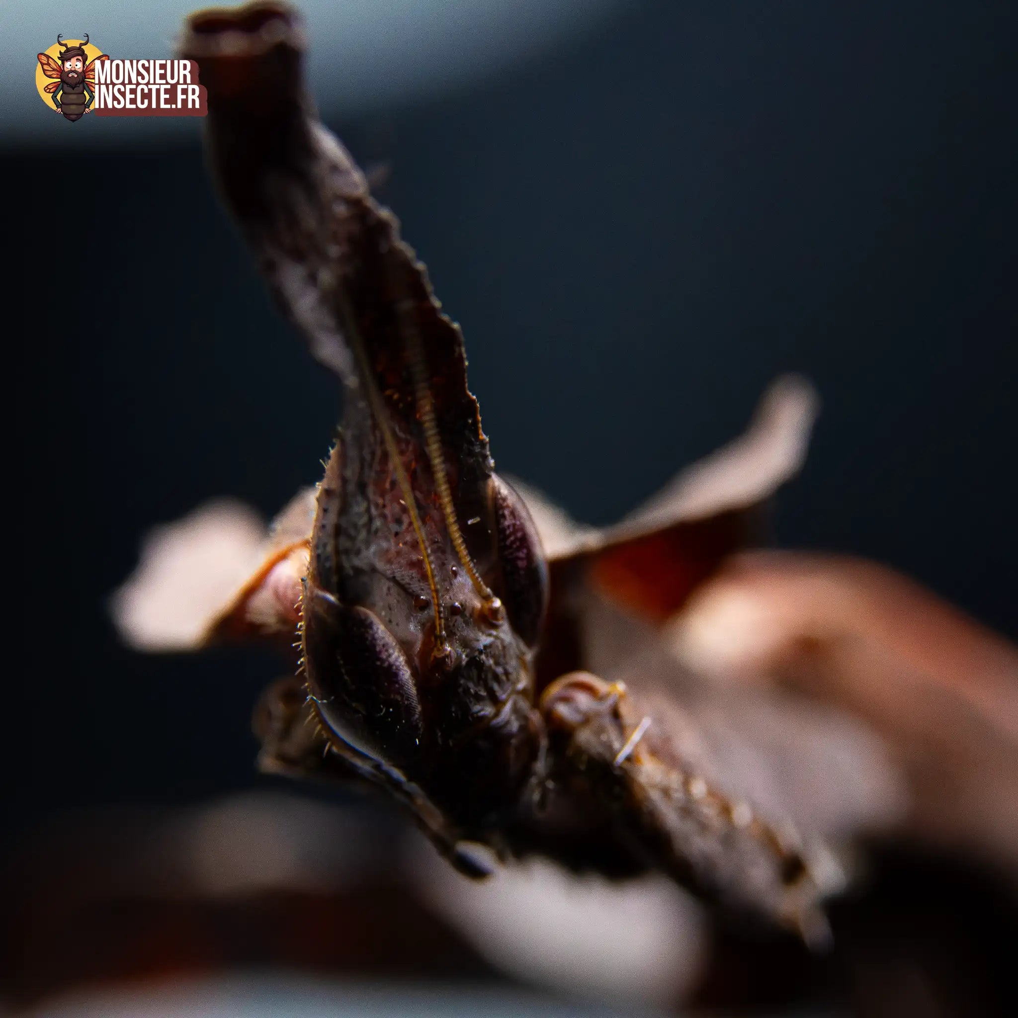 achat-phyllocrania-paradoxa-mante-fantome-12