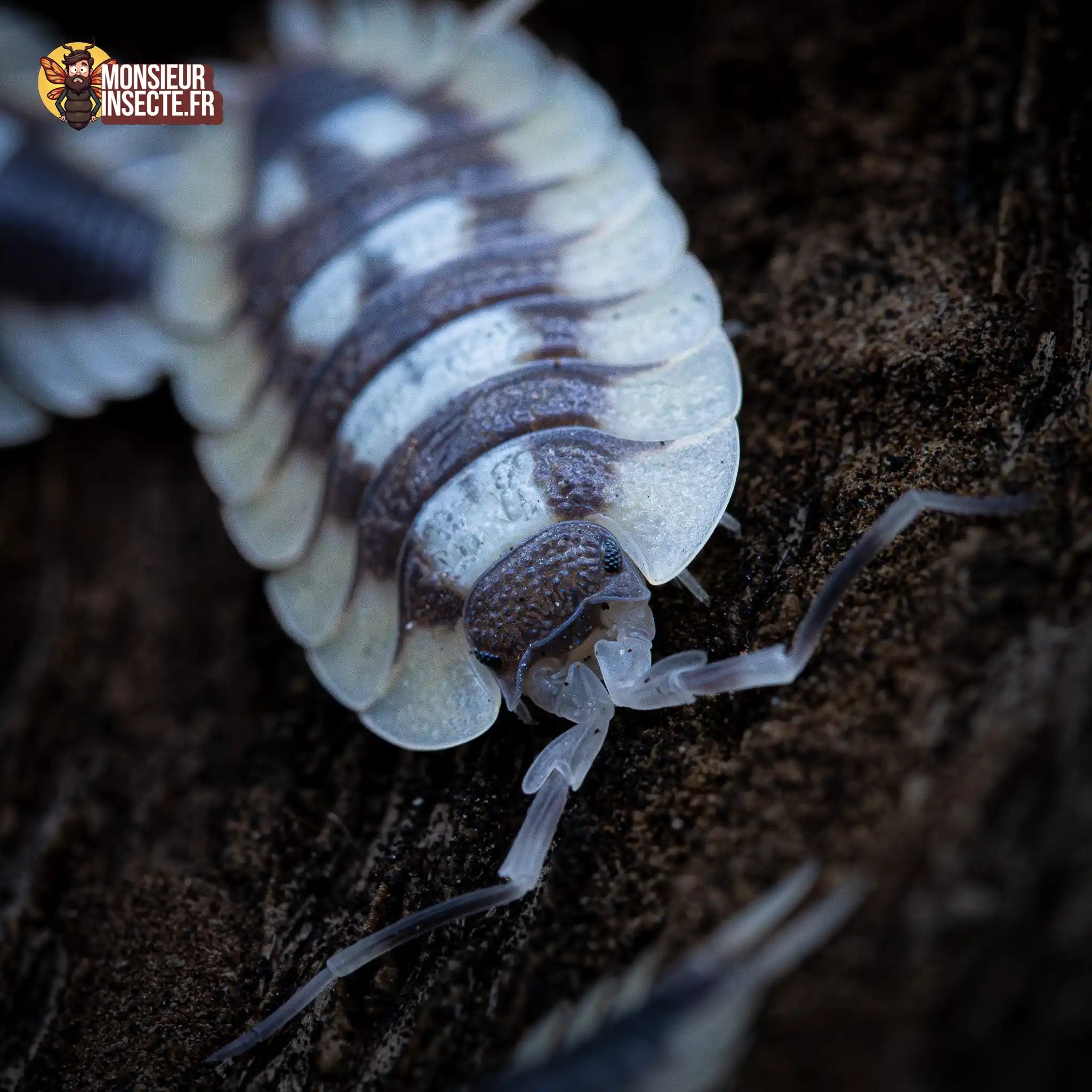 achat-porcellio-expansus-1