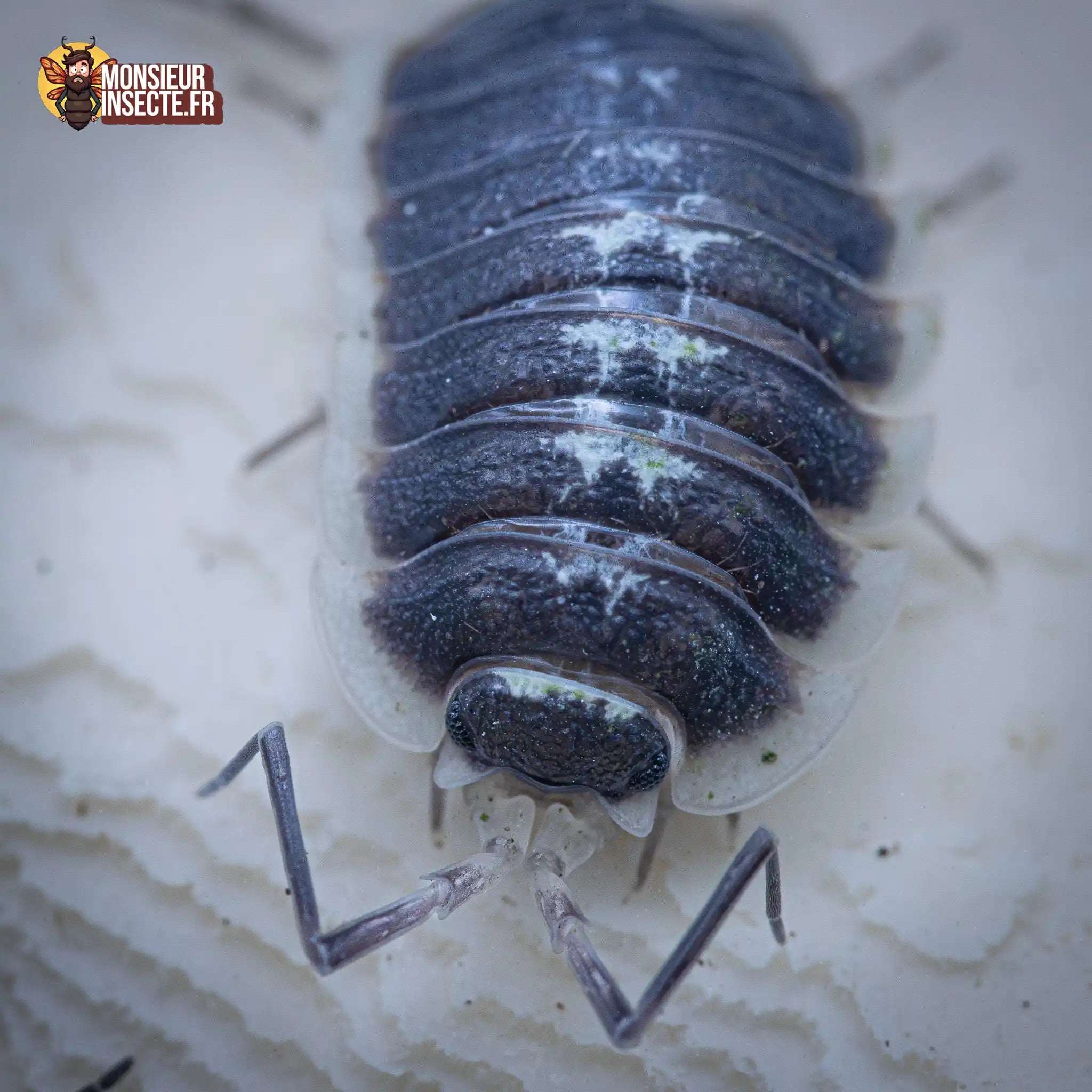 achat-porcellio-flavomarginatus-1