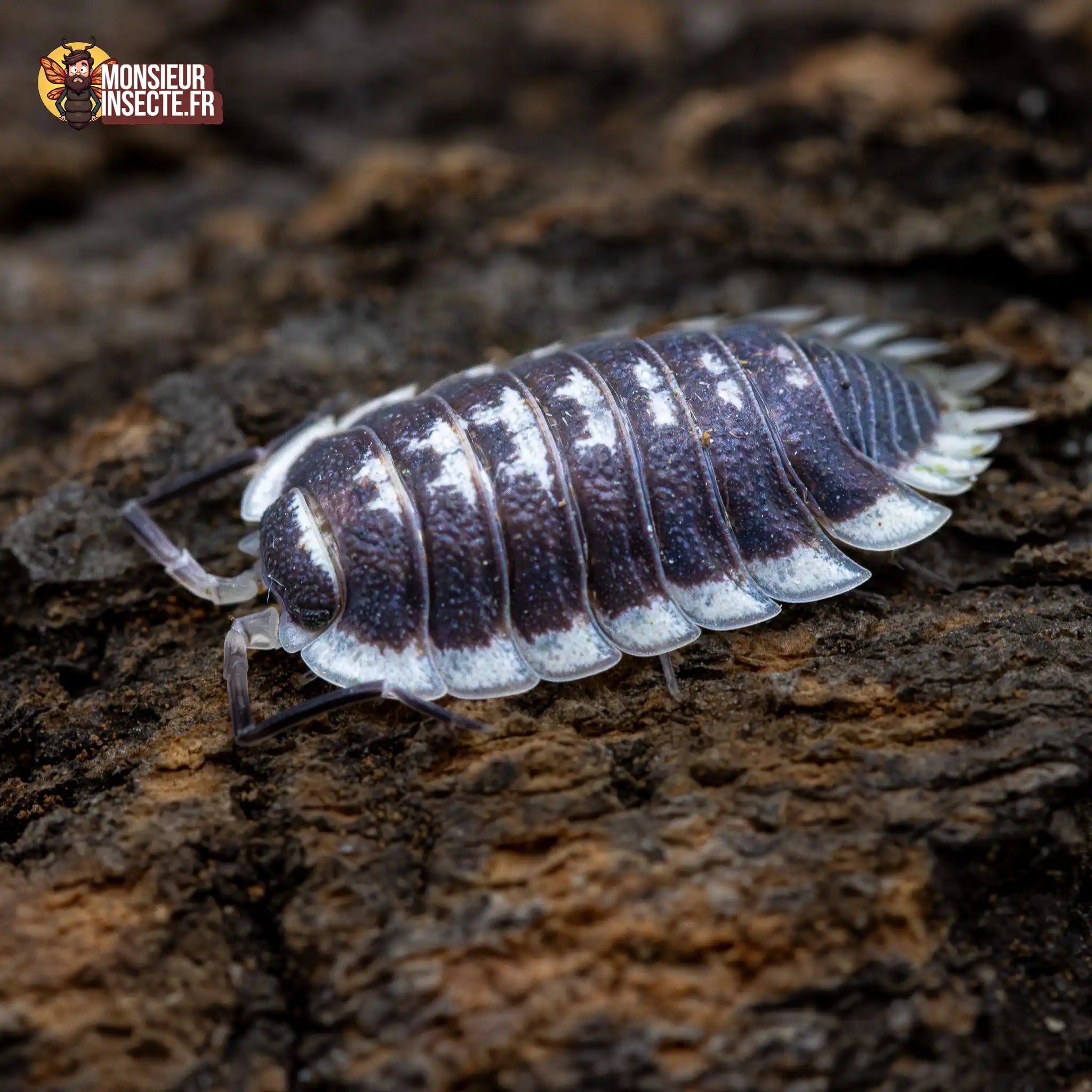 achat-porcellio-flavomarginatus-22