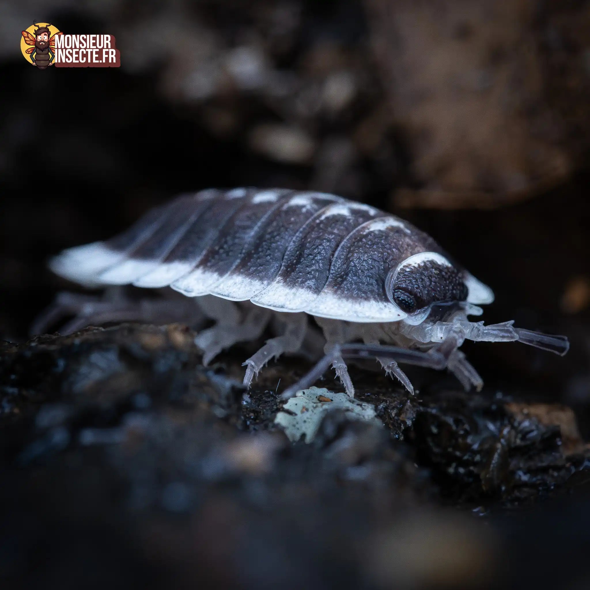 achat-porcellio-flavomarginatus-5
