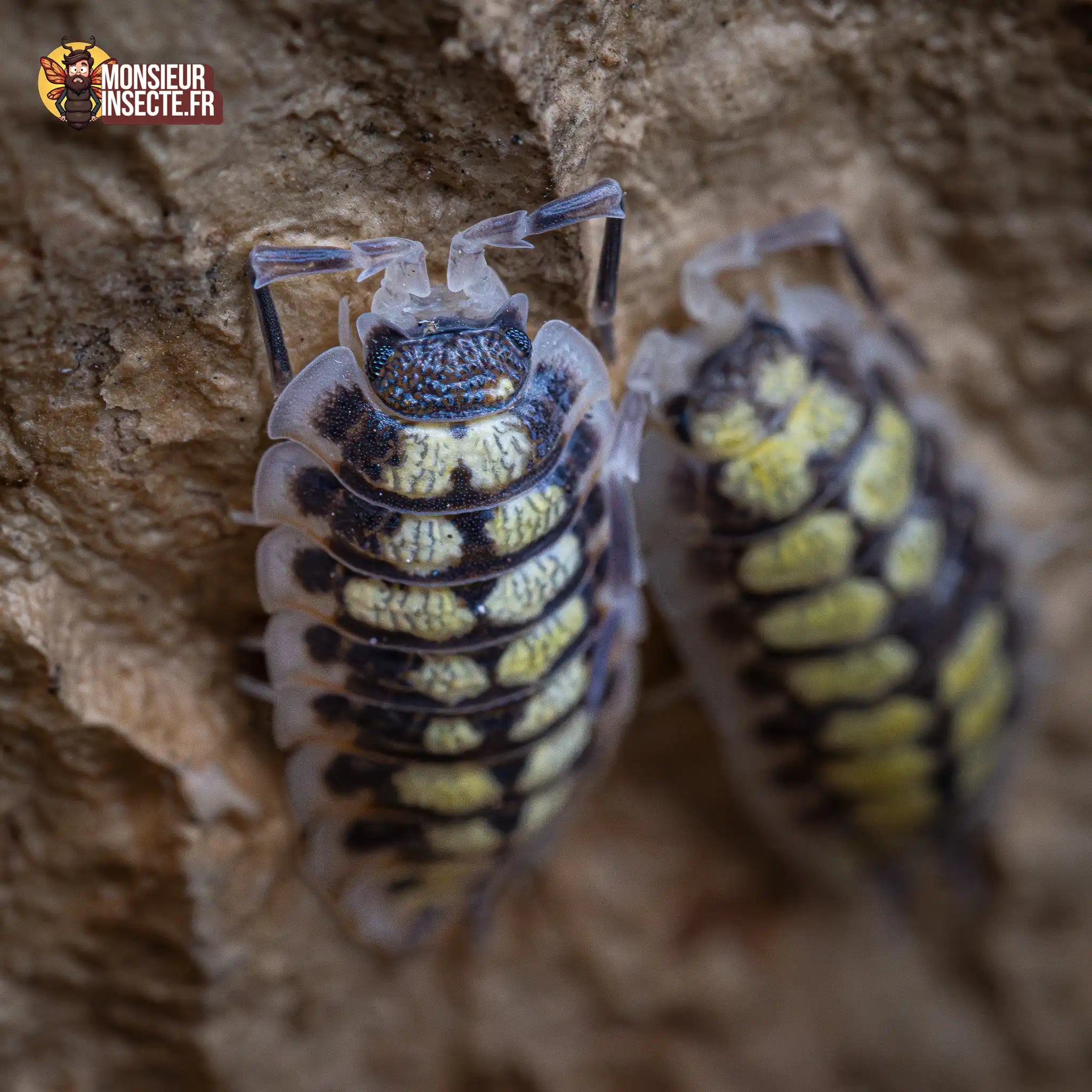 achat-porcellio-haasi-high-yellow-2