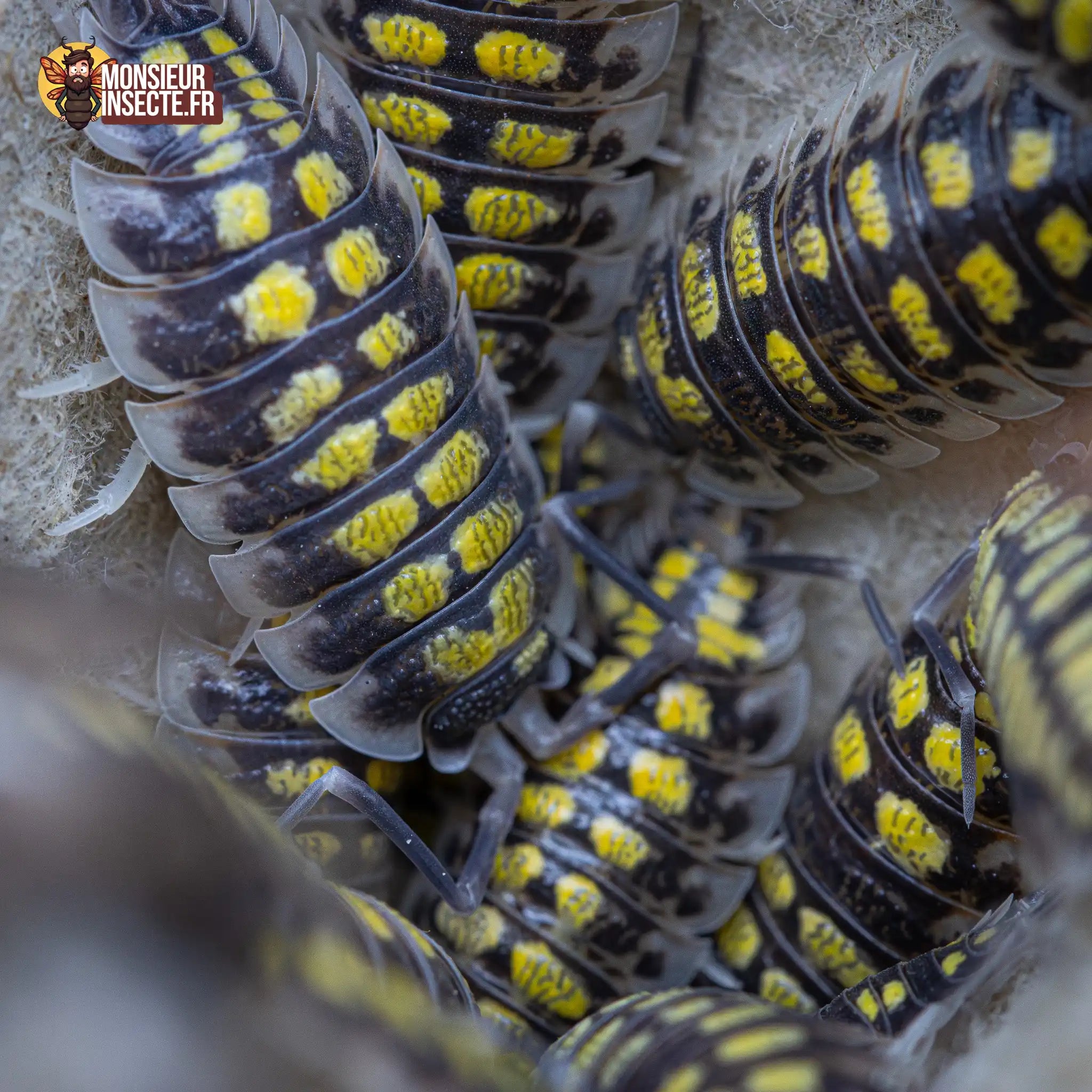achat-porcellio-haasi-high-yellow-3