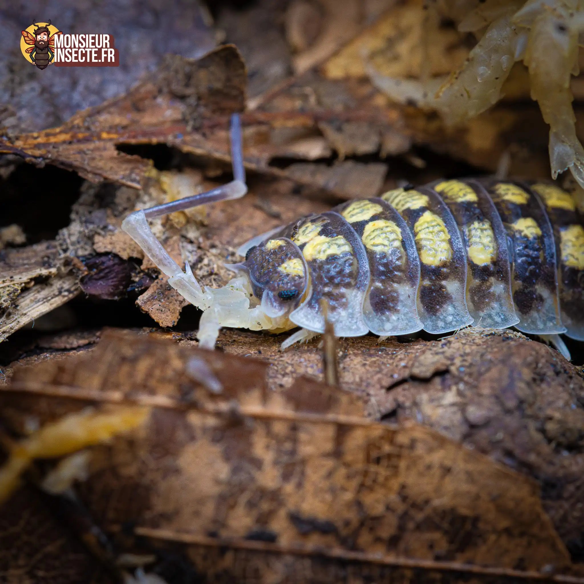 achat-porcellio-haasi-high-yellow-4