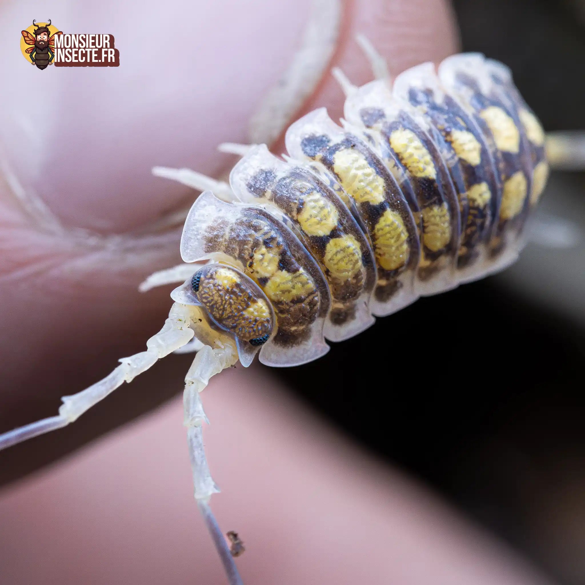 achat-porcellio-haasi-high-yellow-5