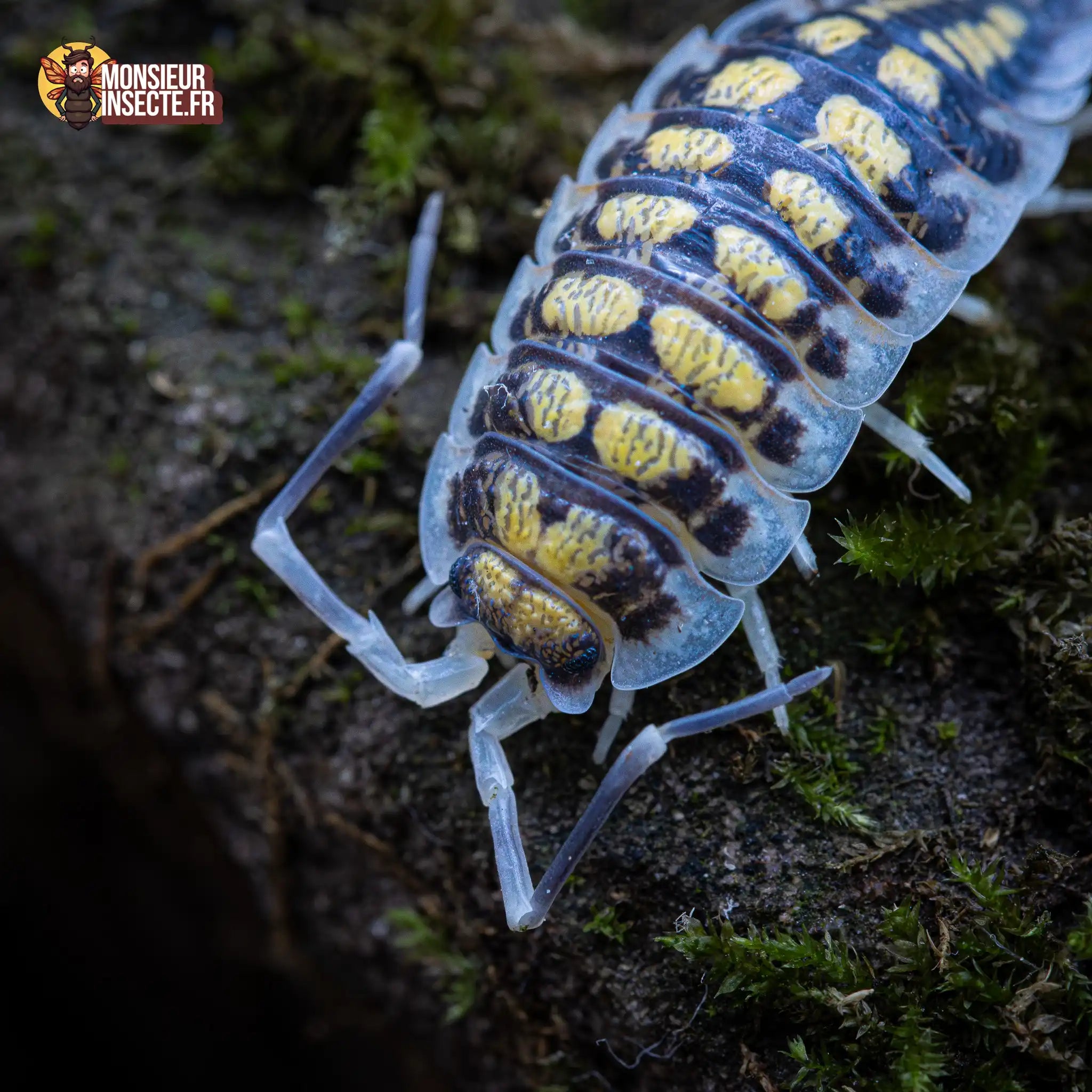 achat-porcellio-haasi-high-yellow-6