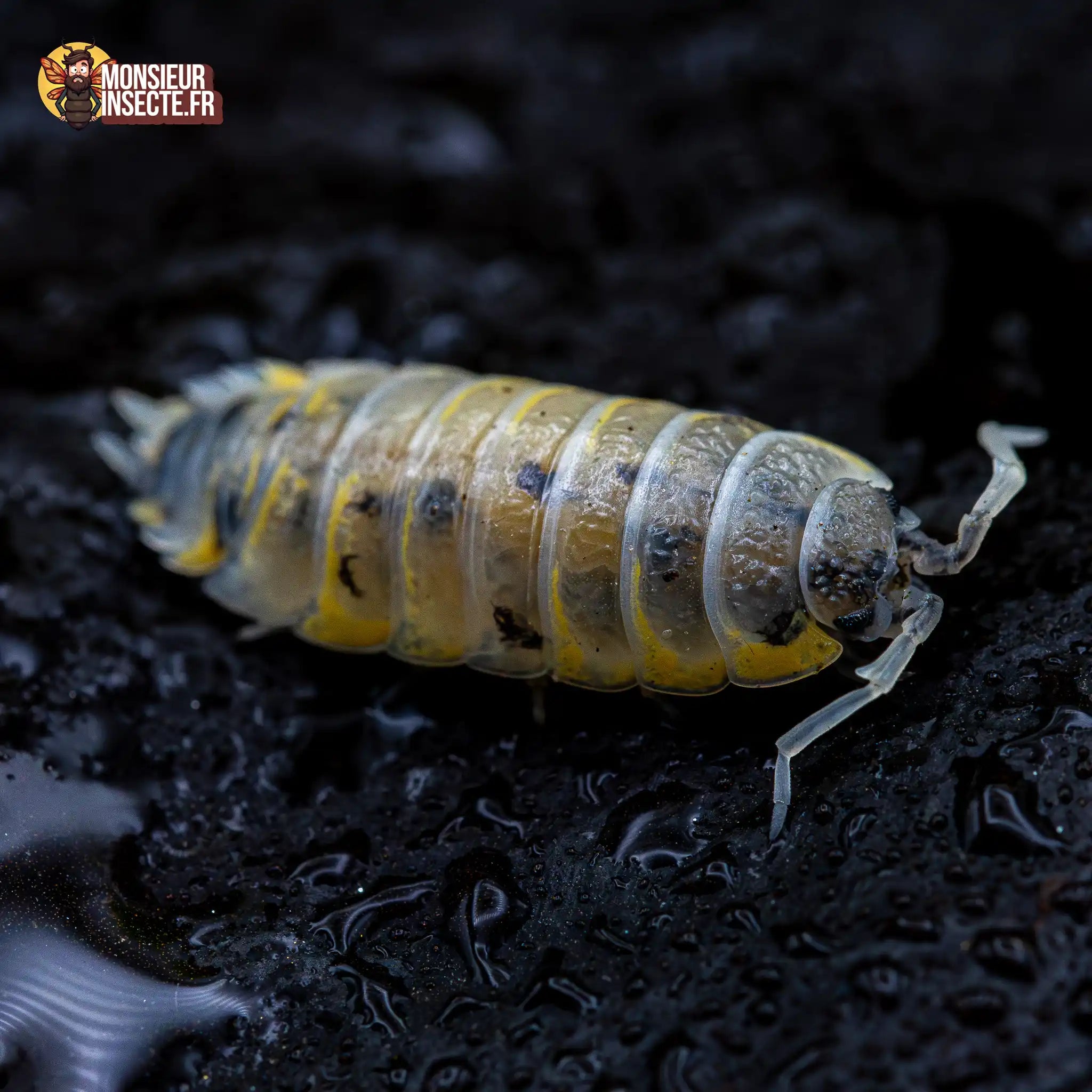 achat-porcellio-ornatus-witch-brew-1