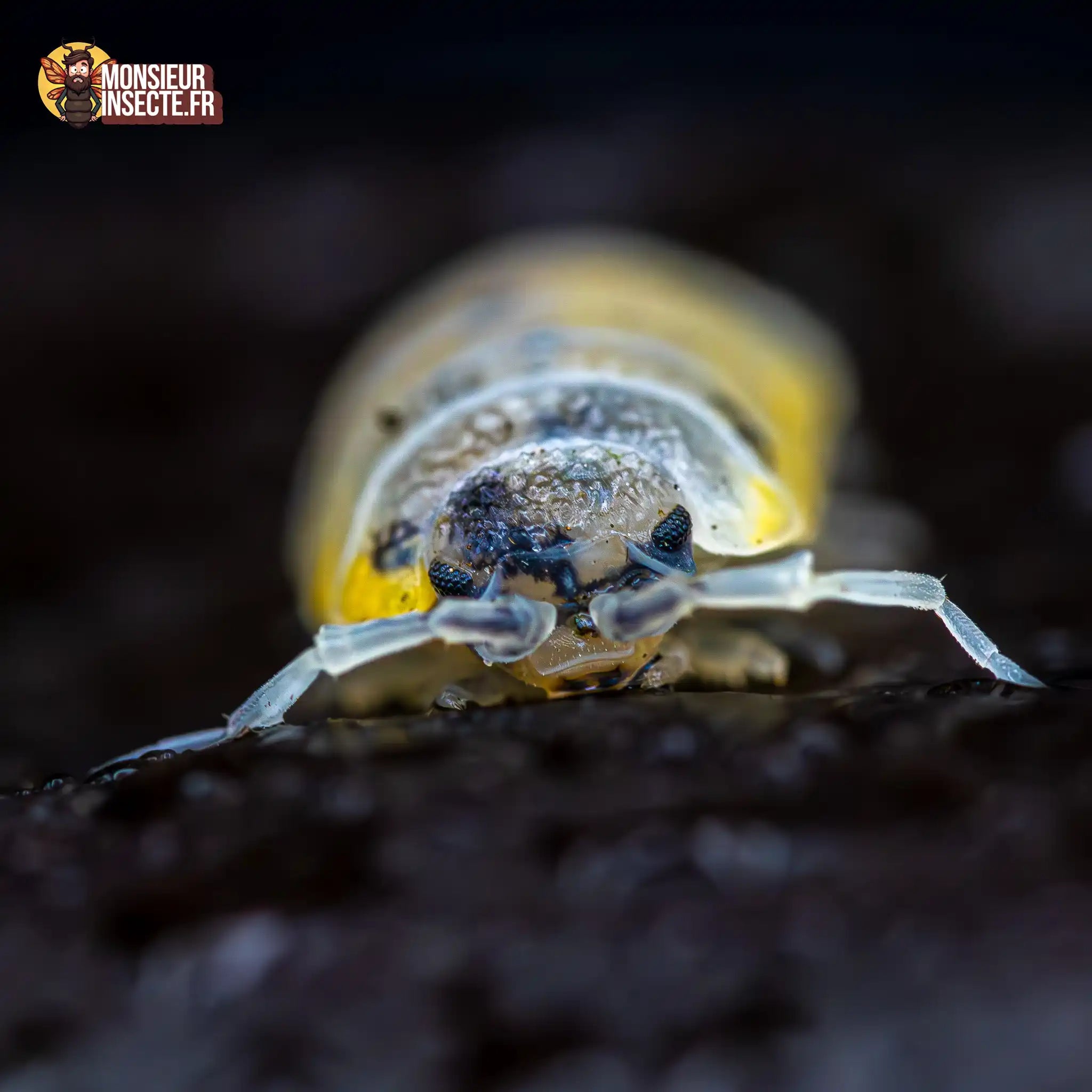 achat-porcellio-ornatus-witch-brew-22