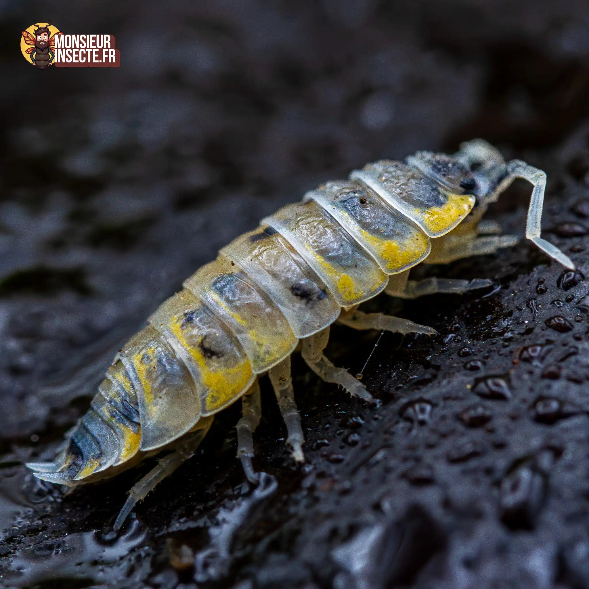 achat-porcellio-ornatus-witch-brew-33