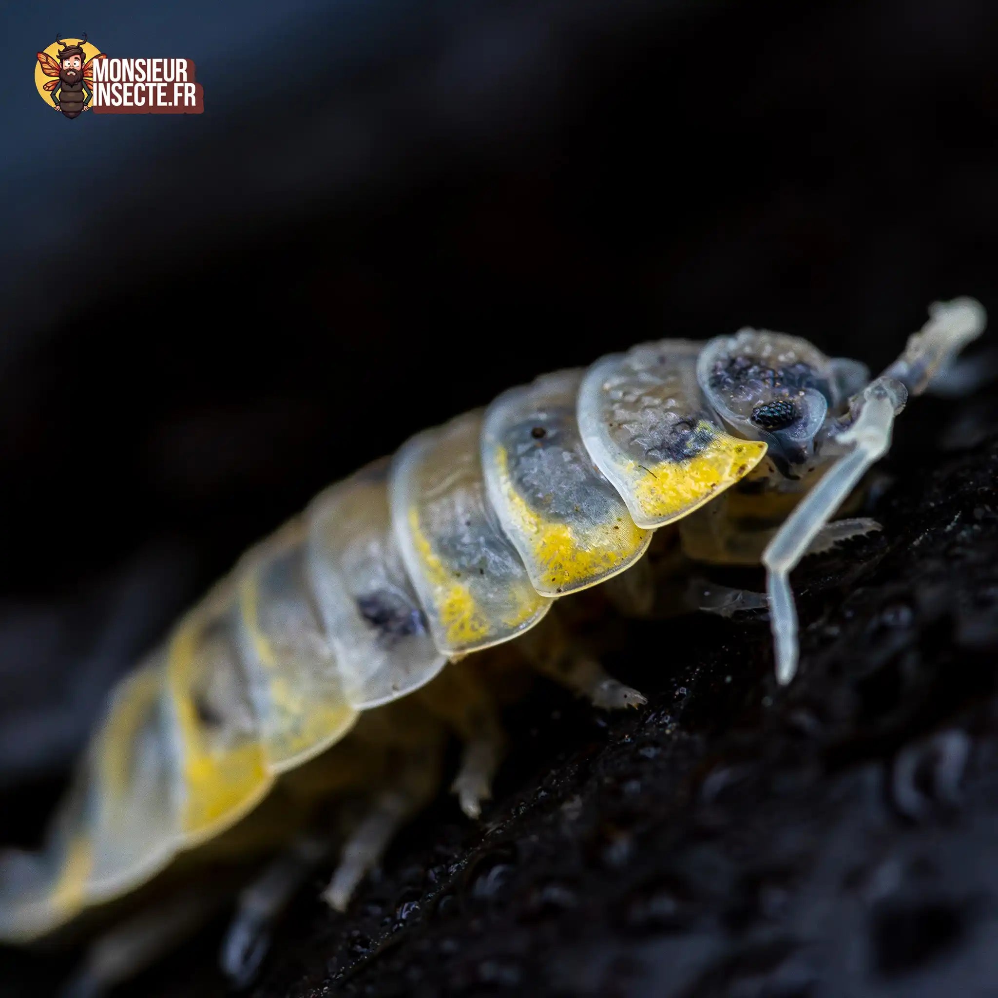 achat-porcellio-ornatus-witch-brew-4
