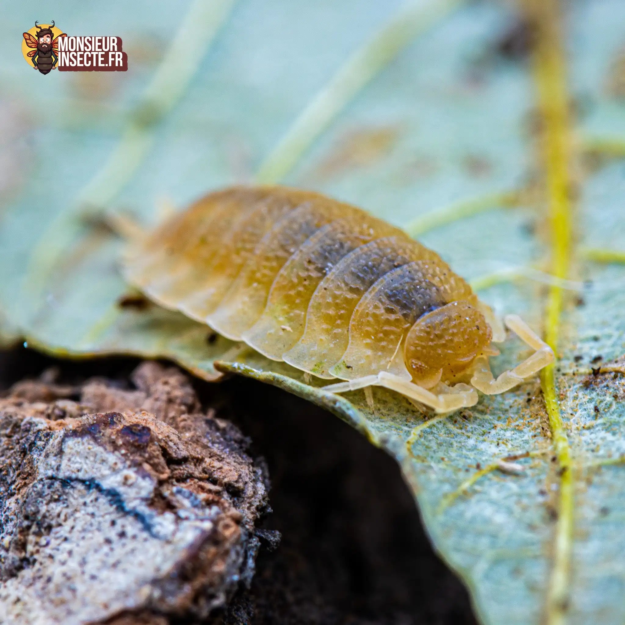 achat-porcellio-scaber-yellow-sun-12