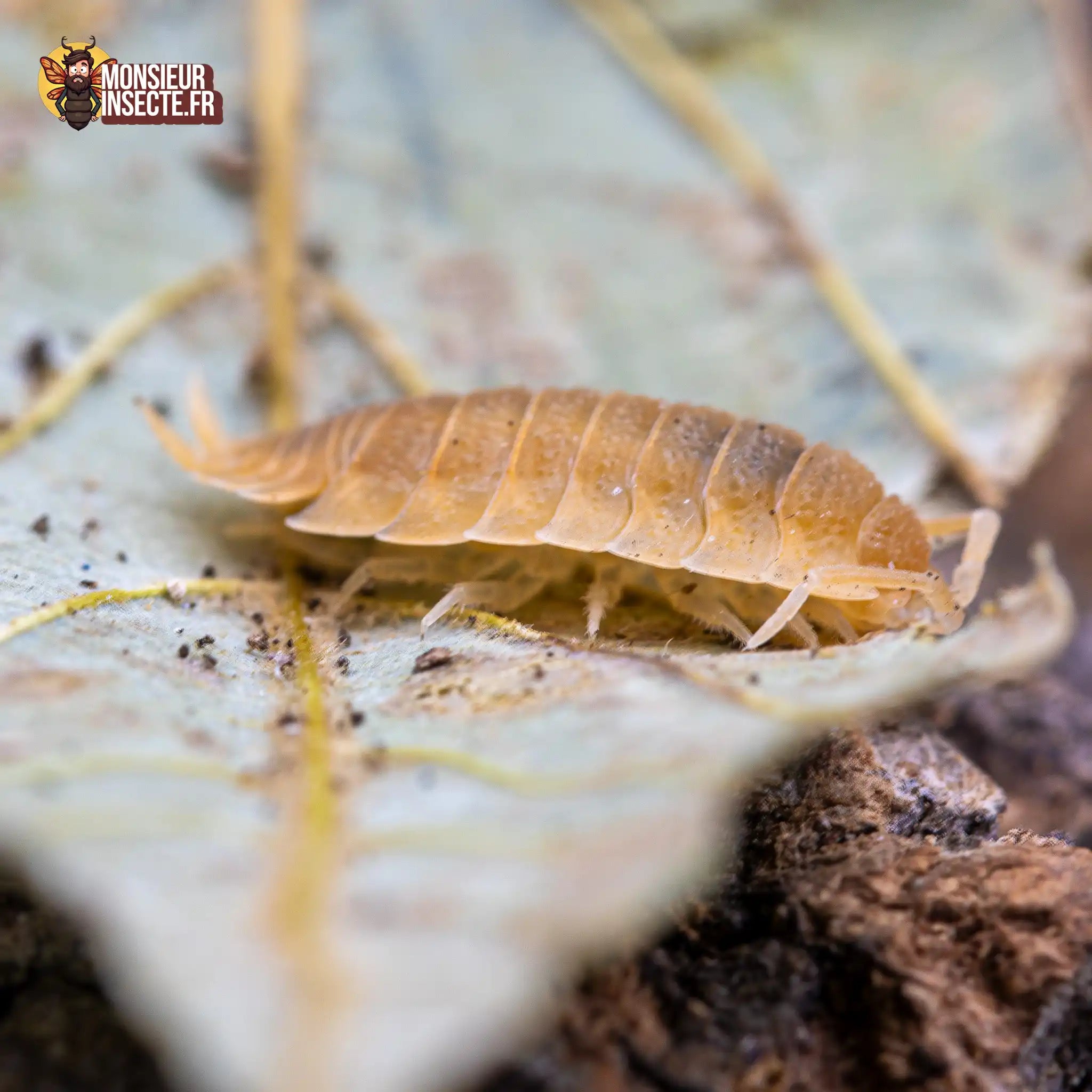 achat-porcellio-scaber-yellow-sun-3