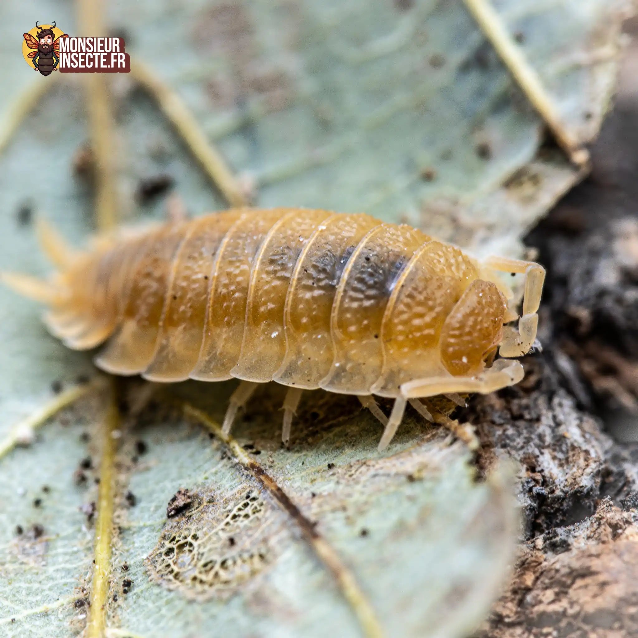 achat-porcellio-scaber-yellow-sun-4