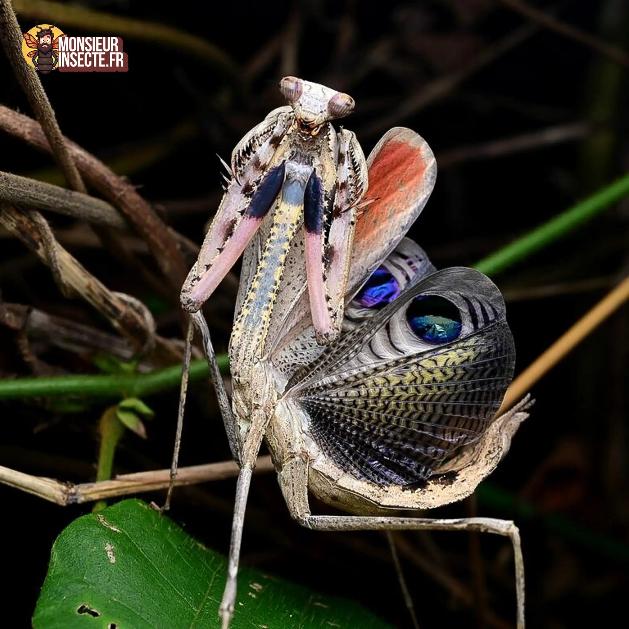 achat-pseudoempusa-pinnapavonis 3