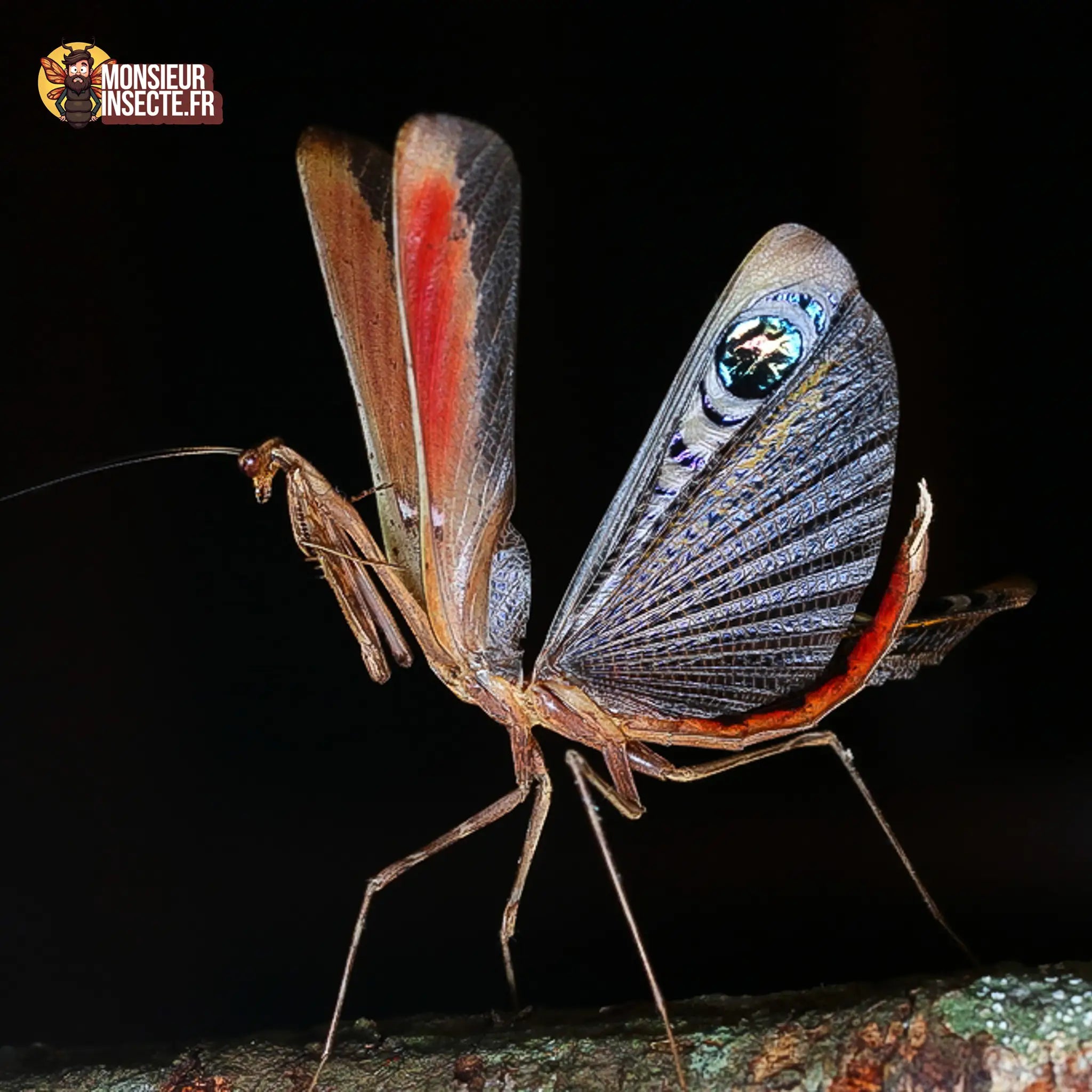 achat-pseudoempusa-pinnapavonis 4