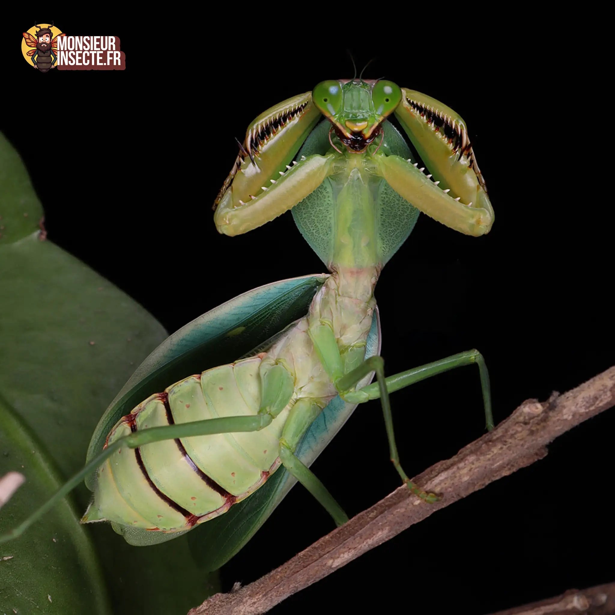 achat-rhombodera-latipronotum-1