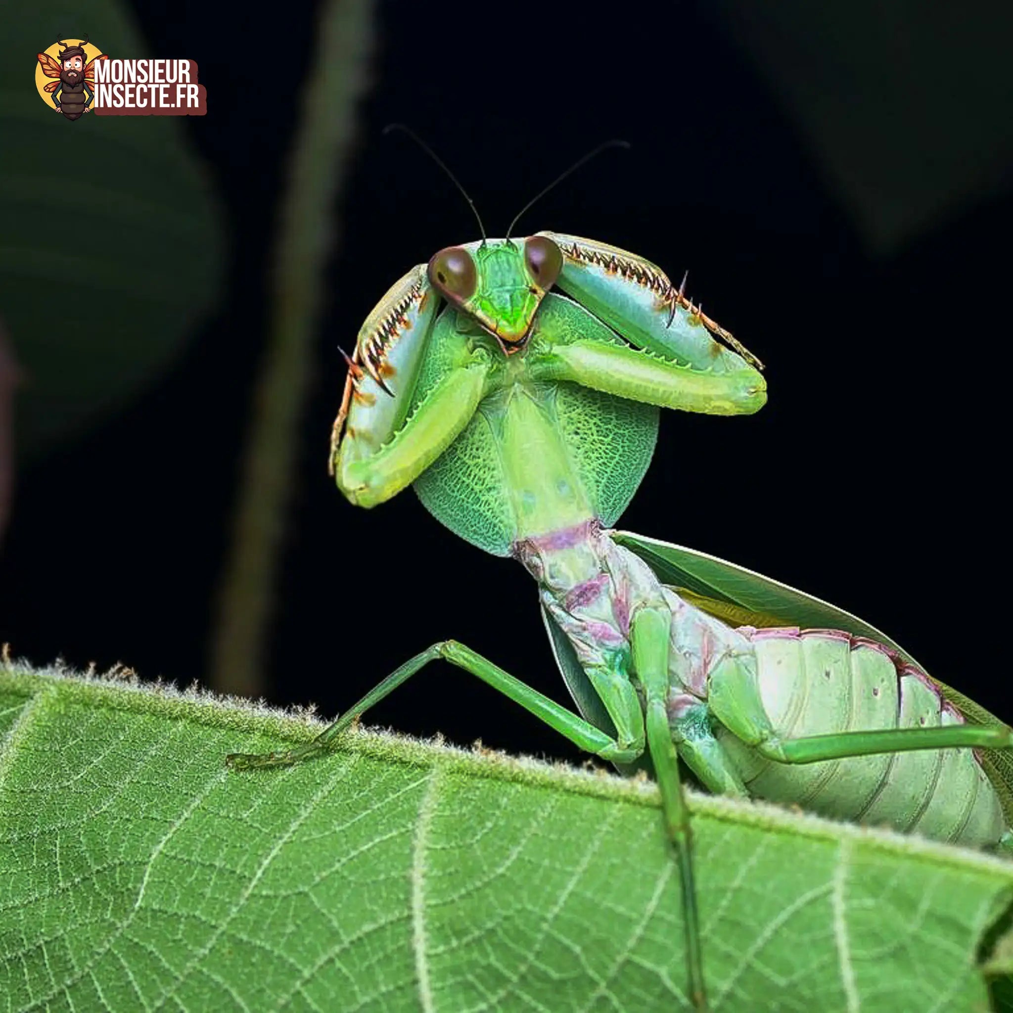 achat-rhombodera-latipronotum-2