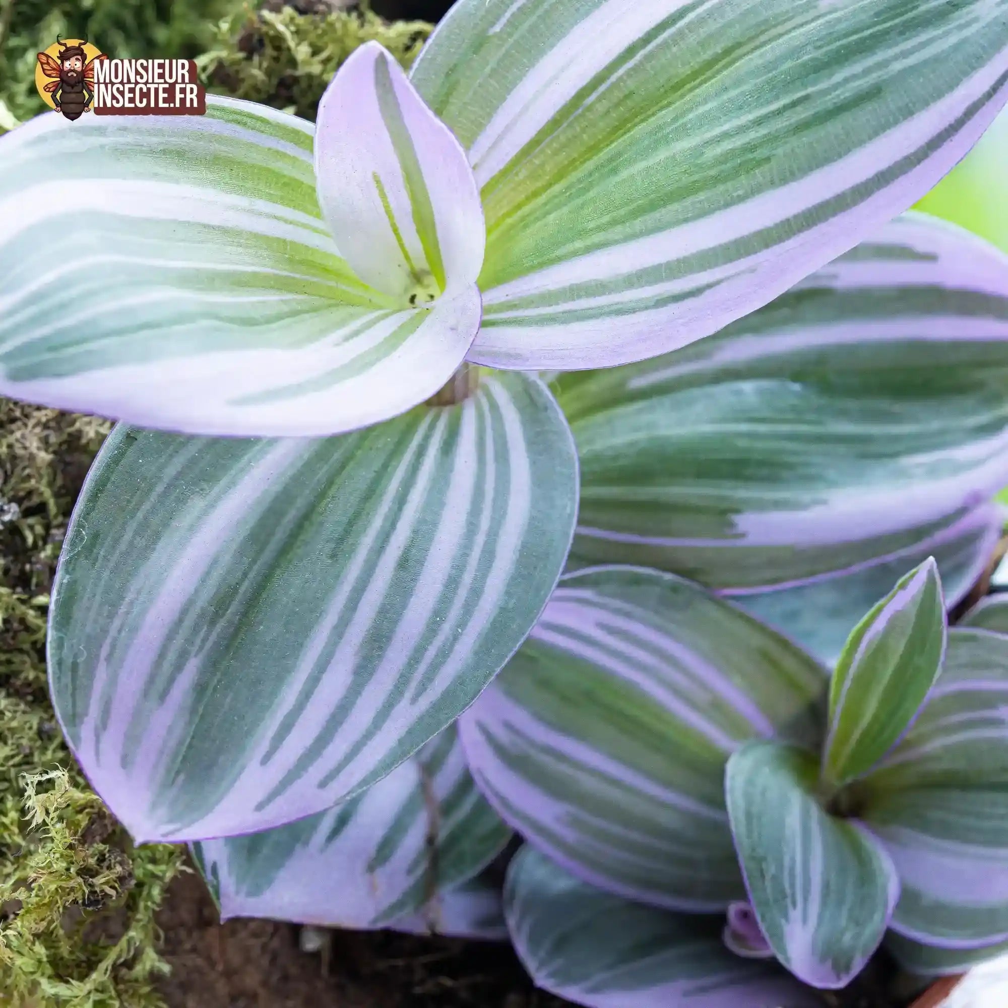 achat-tradescantia-nanouk-11