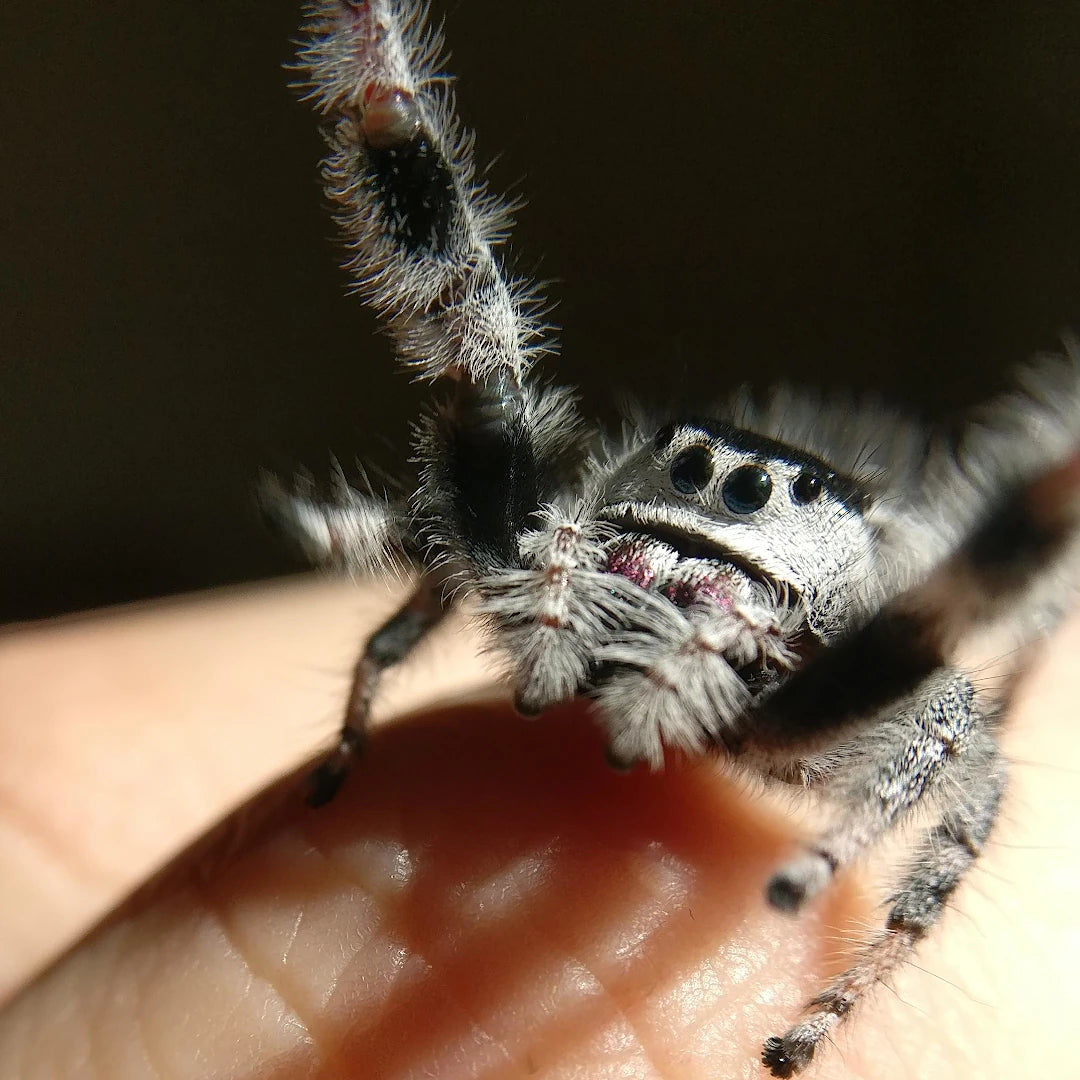 achat araignee phidippus regius white bahamas 2