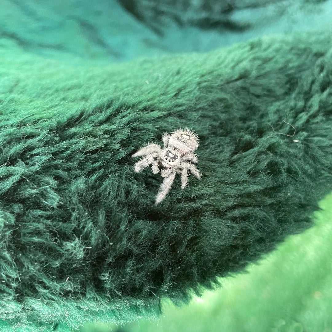 achat araignee phidippus regius white bahamas 4
