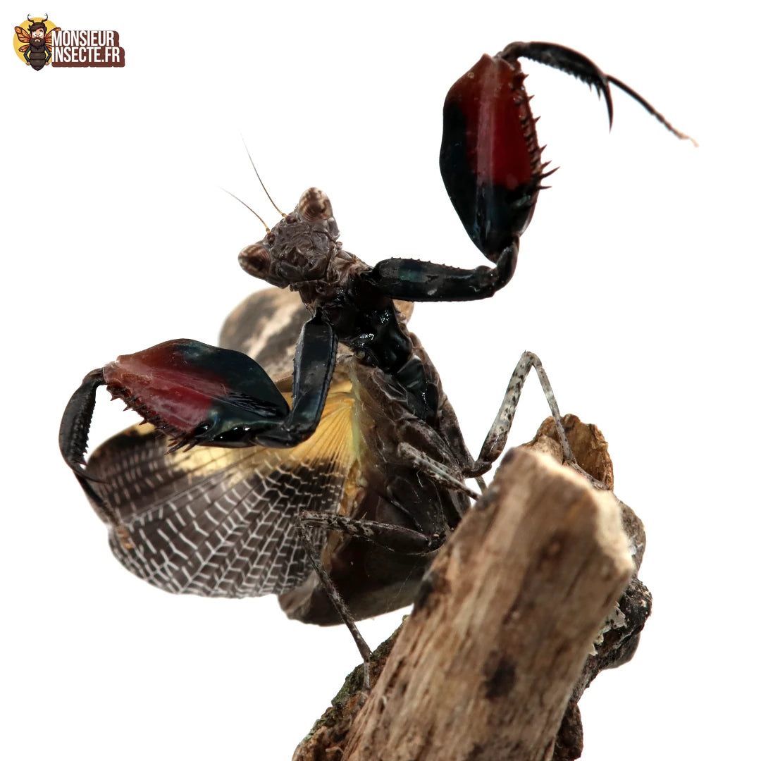 Mante religieuse | "Mante boxeuse" Astyliasula Basinigra