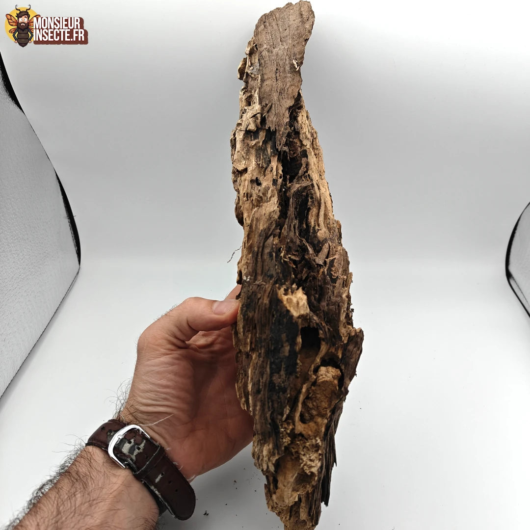 Décoration terrarium | Bois ou Ecorce 25 à 40 cm (Stérile)