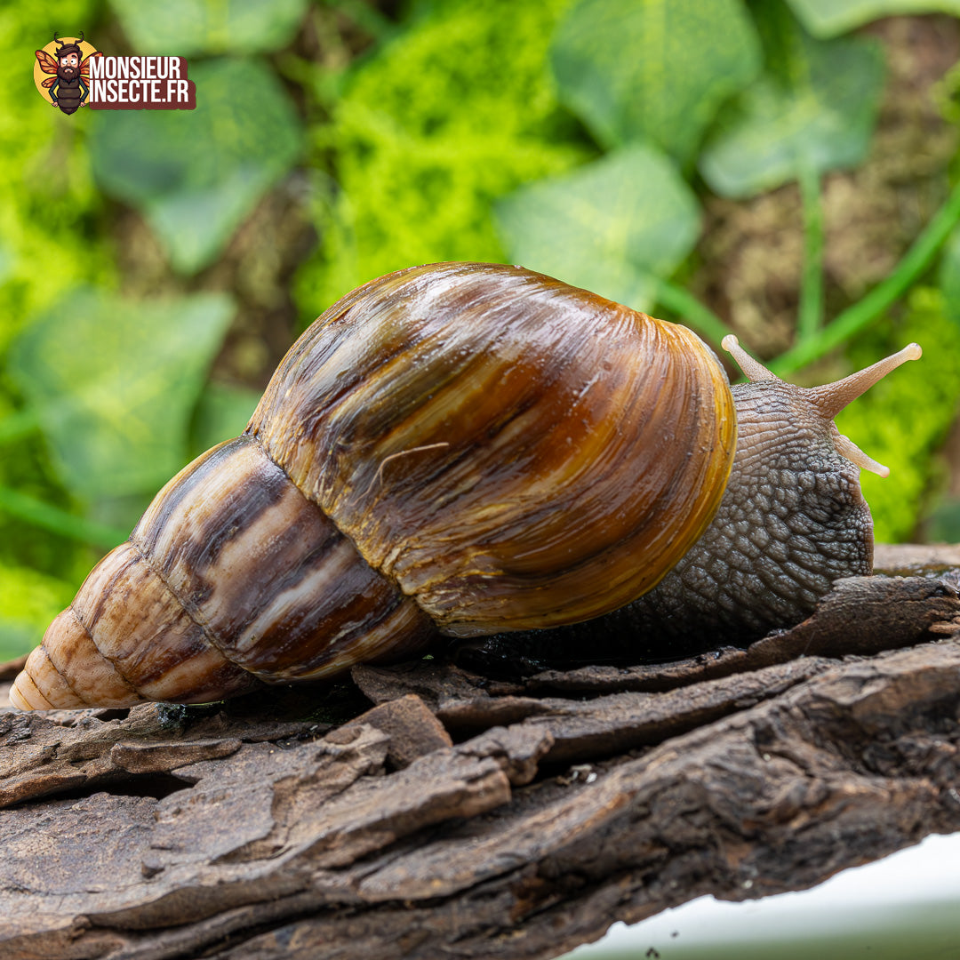 achat escargot geant 2