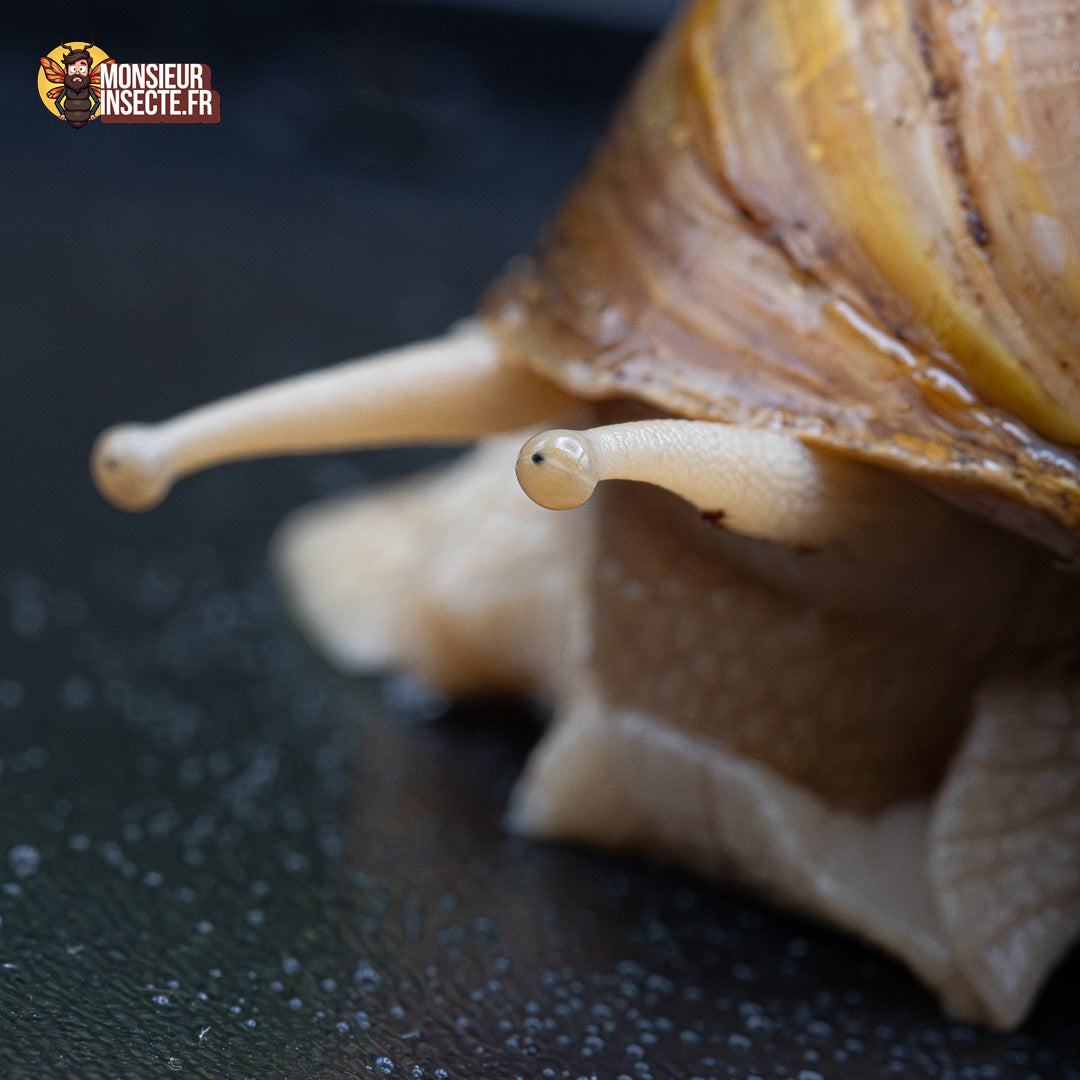 achat escargot géant 4