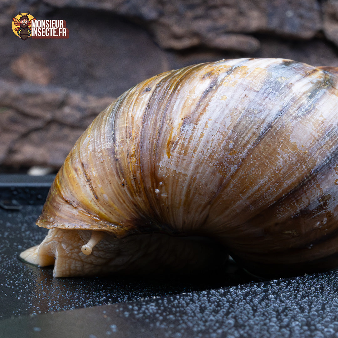 achat escargot geant 6