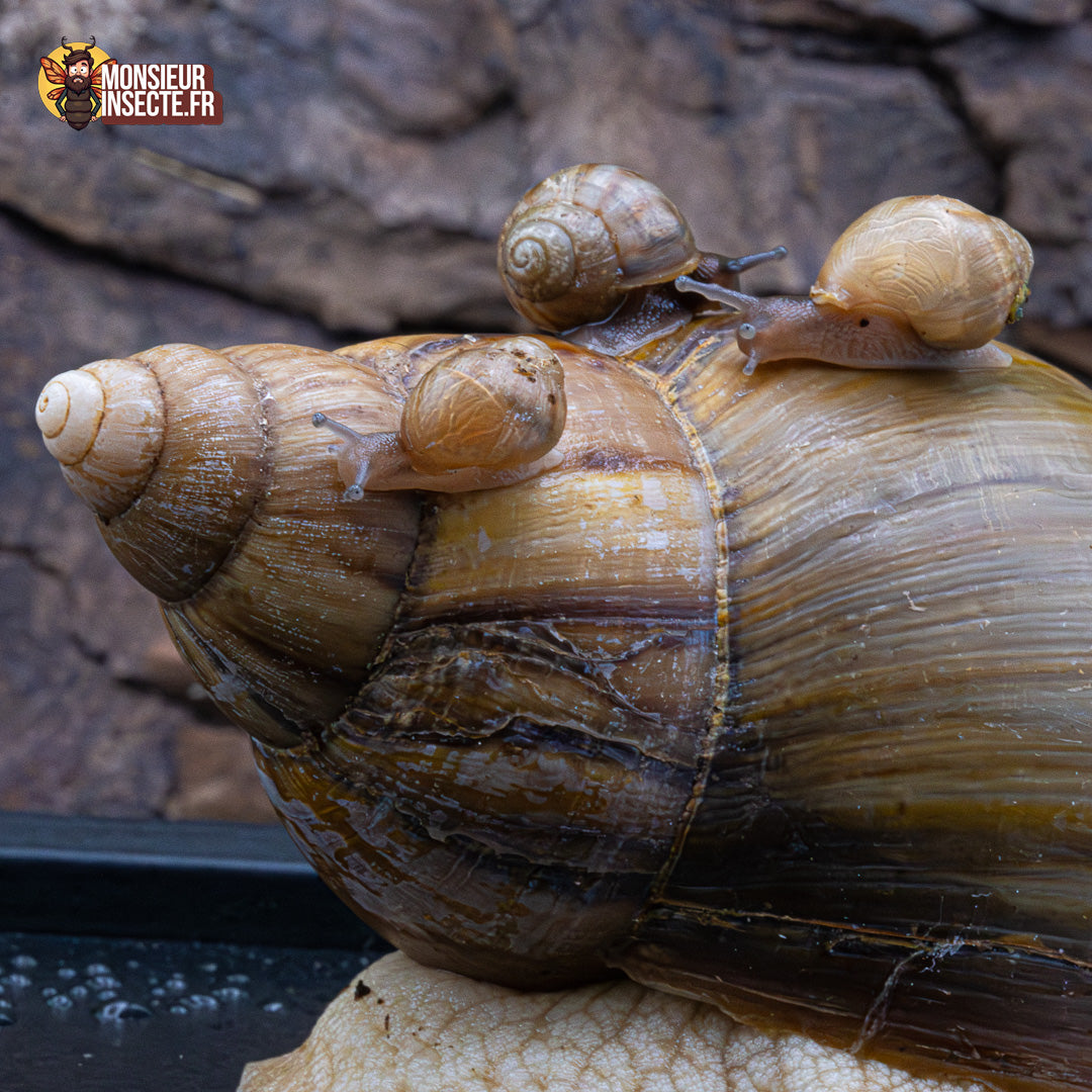 achat escargot geant 7