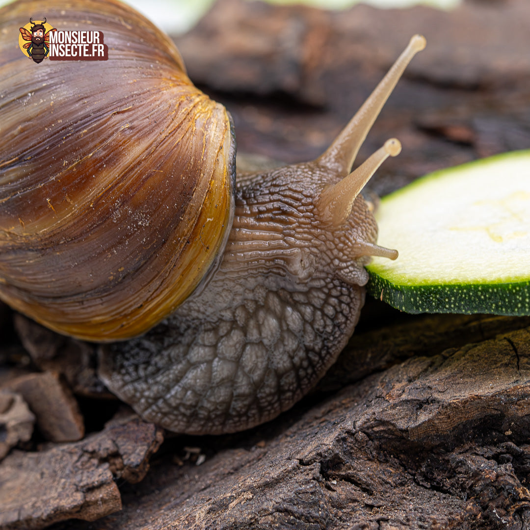 achat escargot lissachatina 2