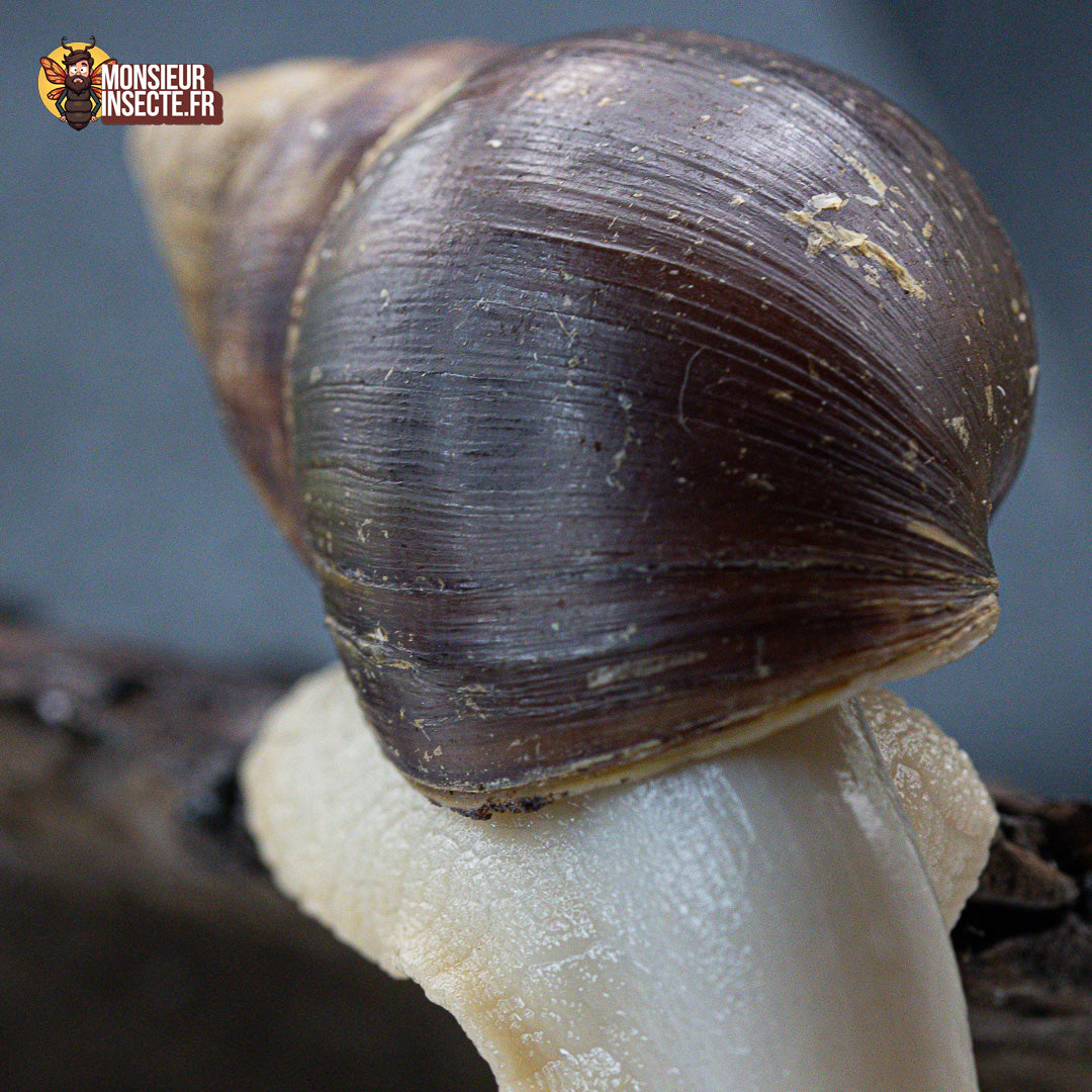 achat escargot lissachatina white jade 4