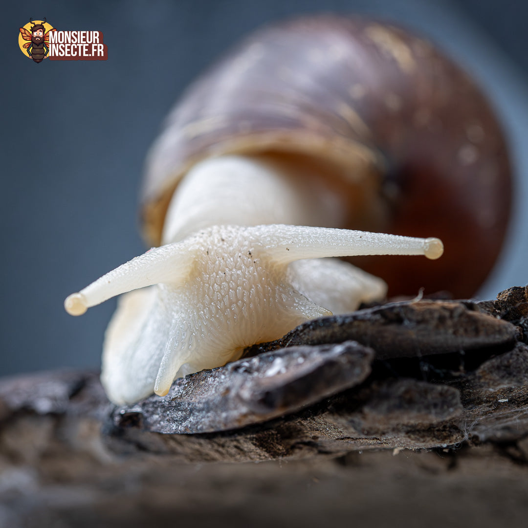 Kit d'élevage | Escargot géant