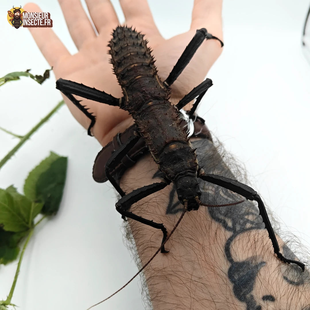 achat eurycantha horrida