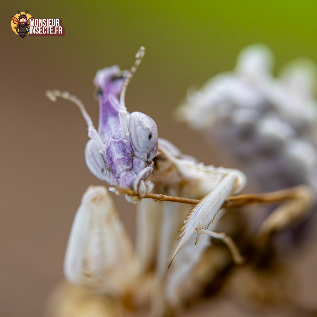 achat idolomantis diabolica 7