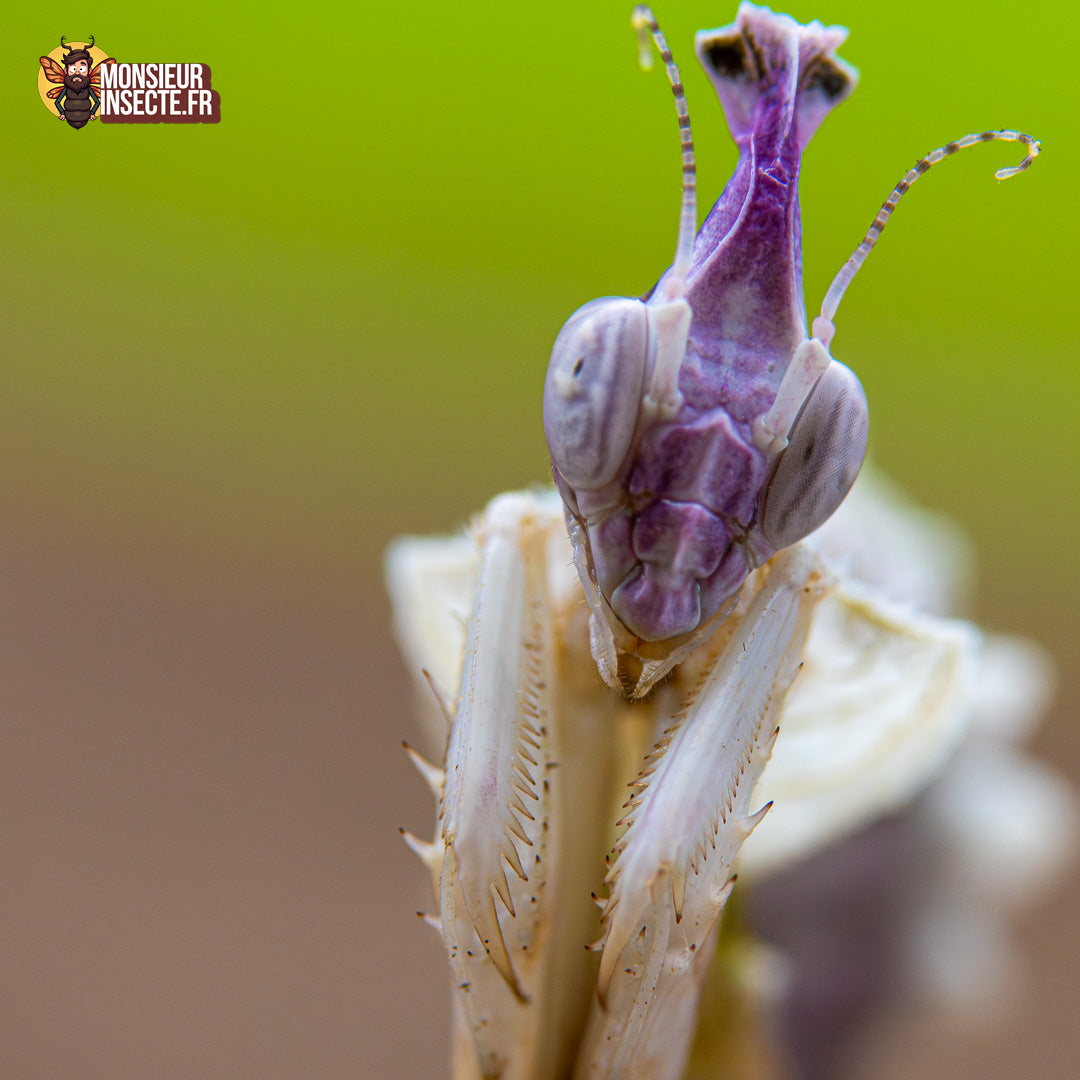 achat idolomantis diabolica 9