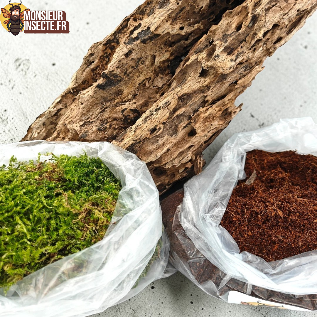 Kit décoration terrarium | Mousse, Tourbe de coco et bois