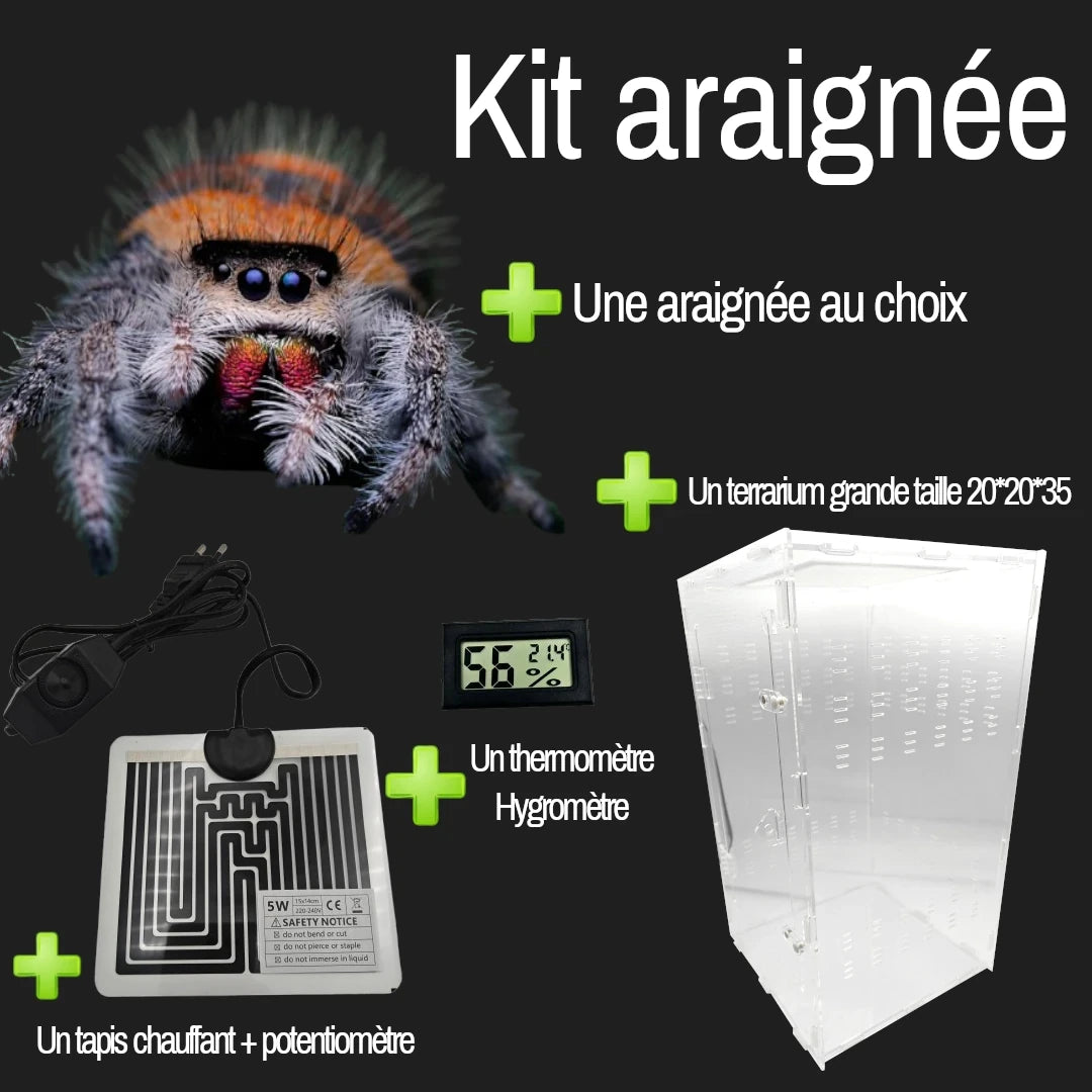 Kit élevage | Araignée