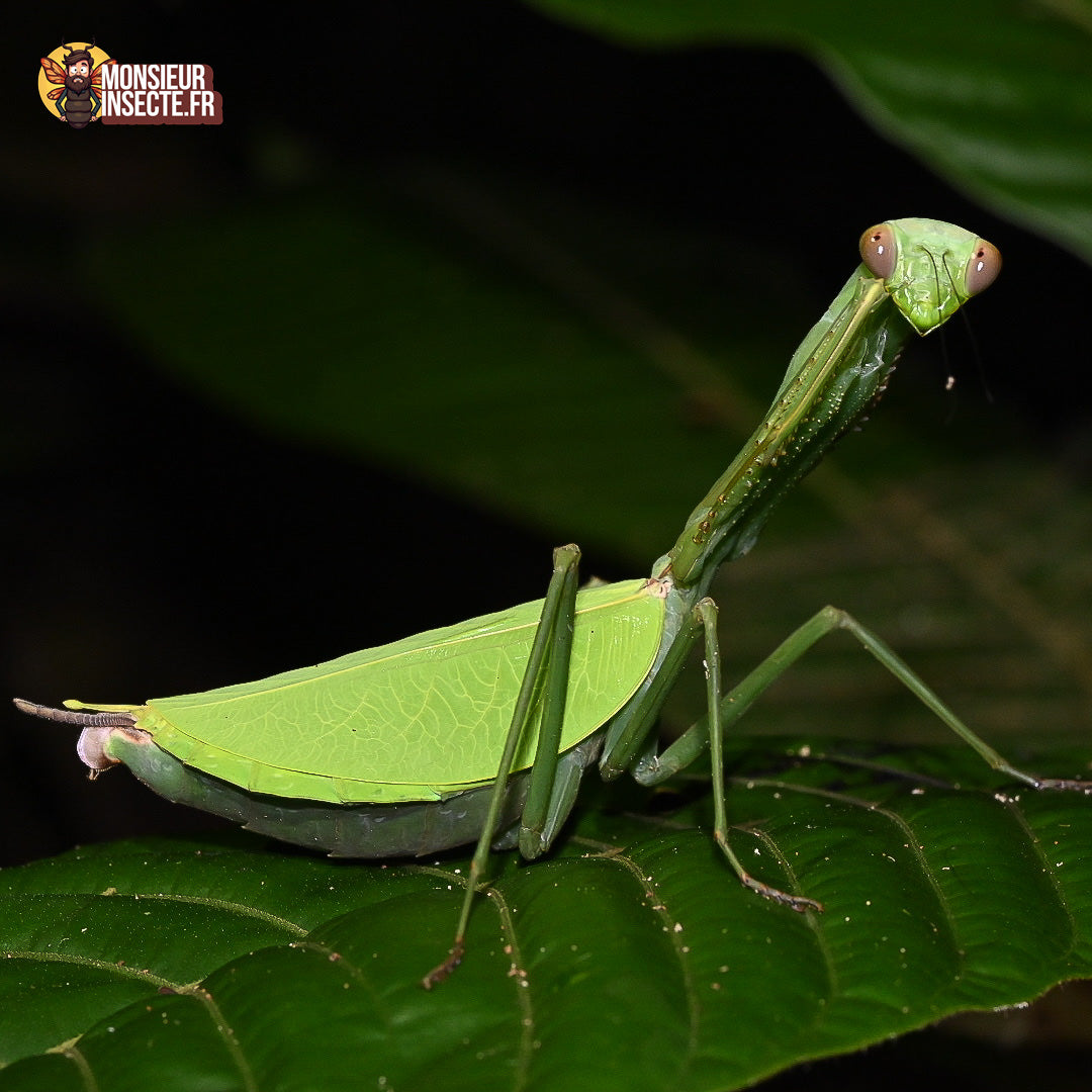 achat_macromantis_hylania_mante_geante 2